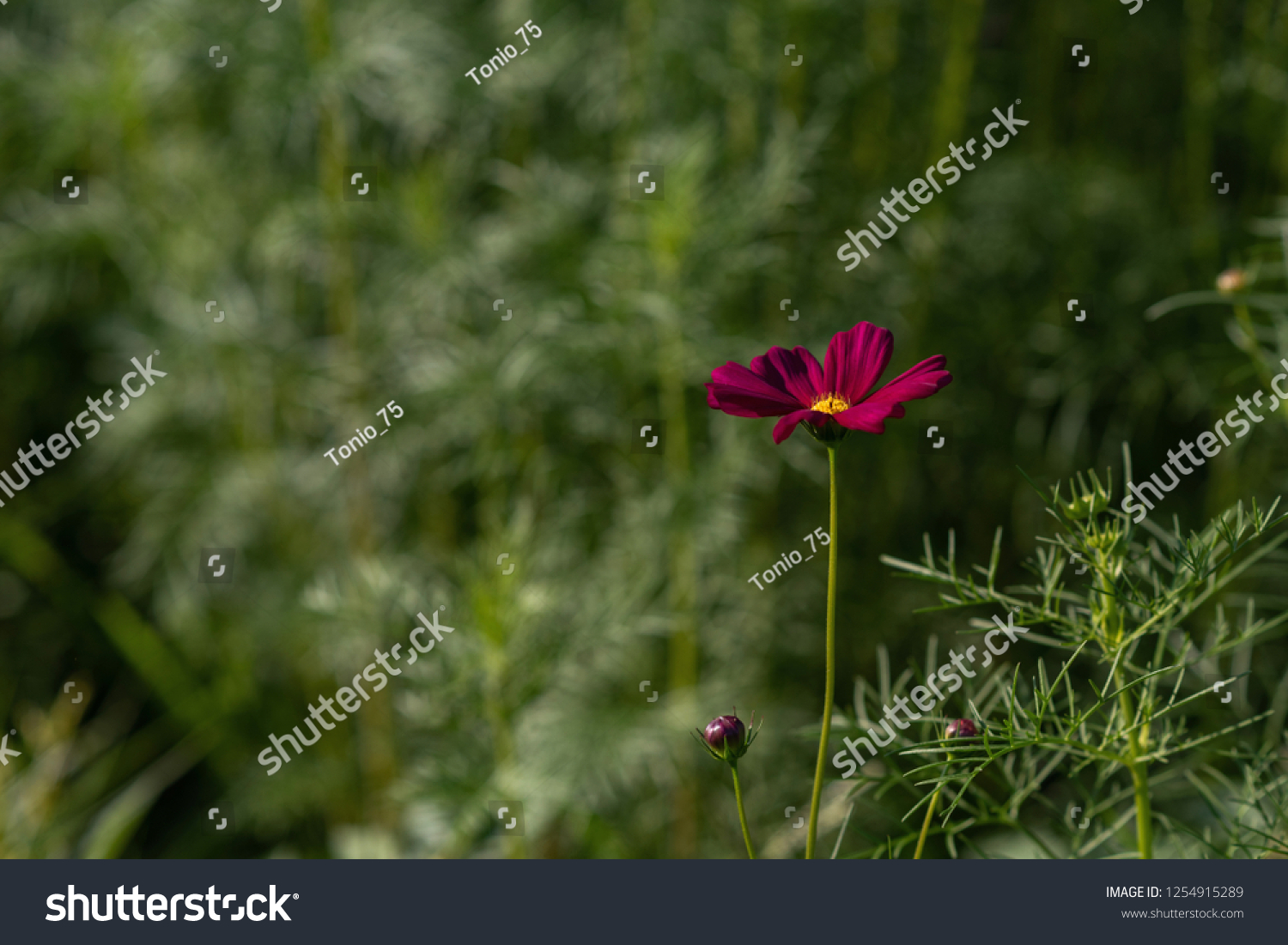Focus on a burgundy cosmos flower on a blurred and dynamic green background #1254915289