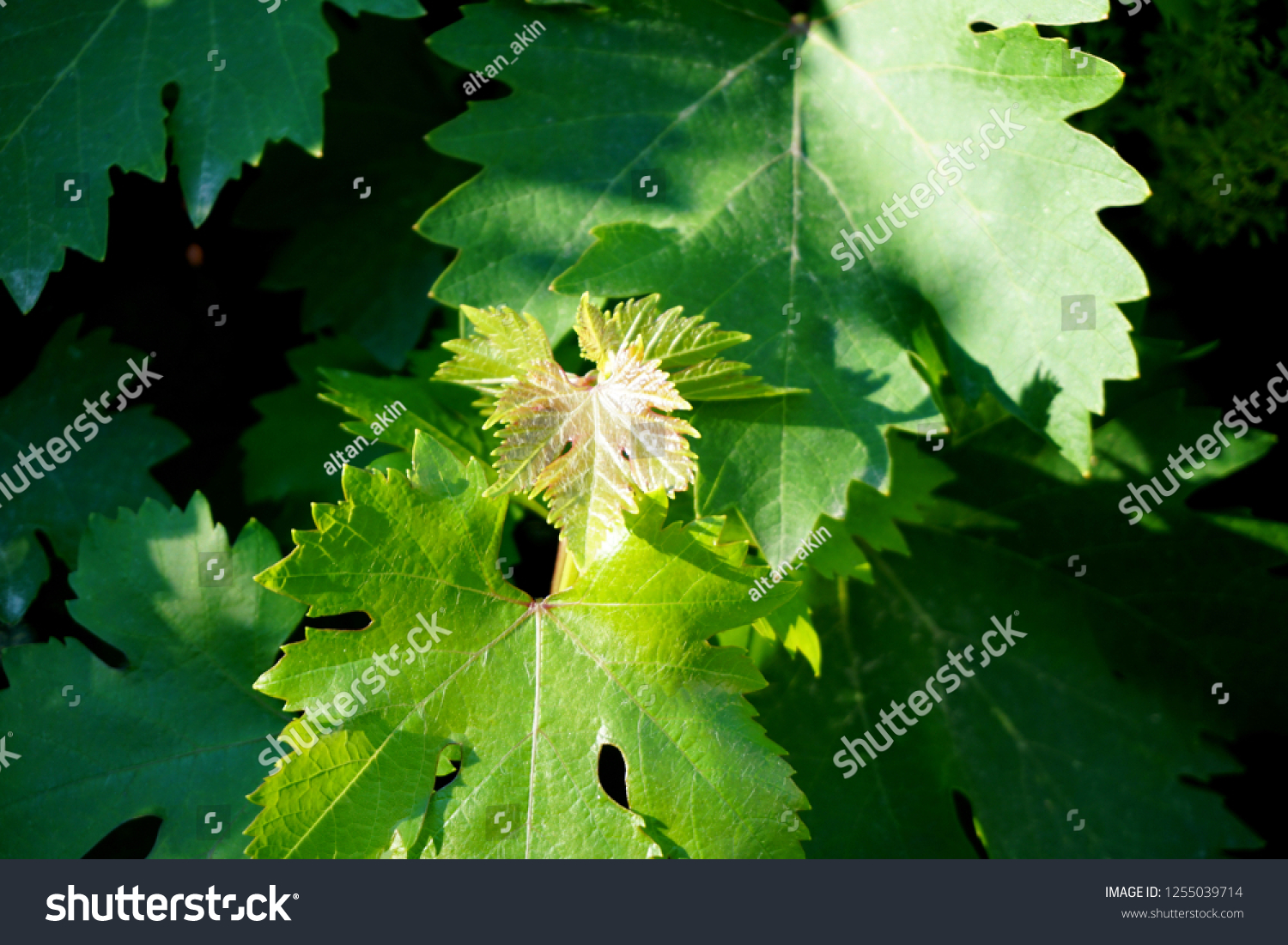 Green grape leaves #1255039714