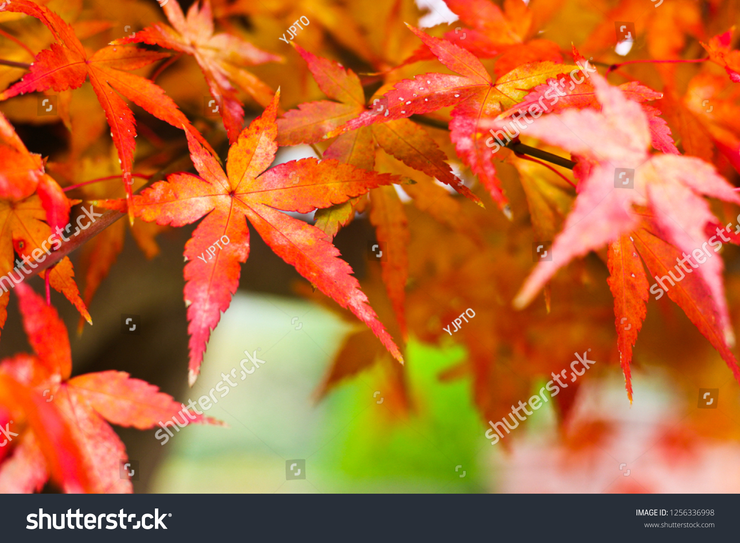The colorful autumn leaves, Kyoto, Japan #1256336998