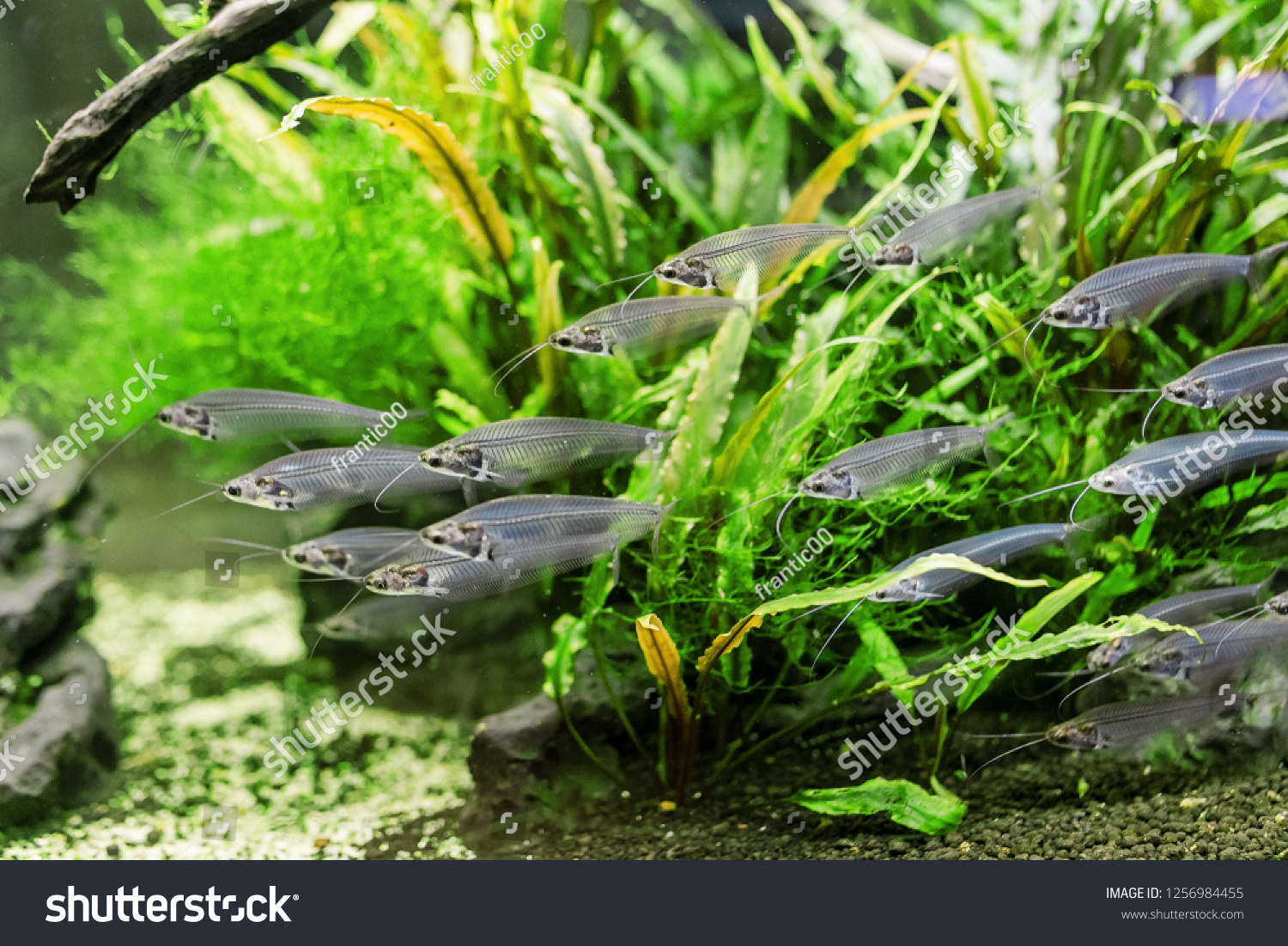 Unusual Glass catfish or ryptopterus vitreolus in aquarium #1256984455