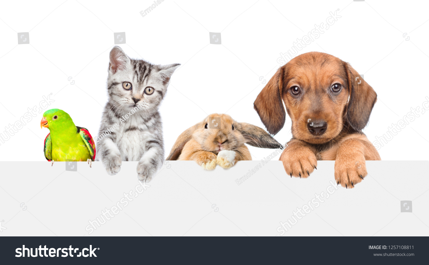 Group of pets  over empty white banner. isolated on white background. Space for text #1257108811