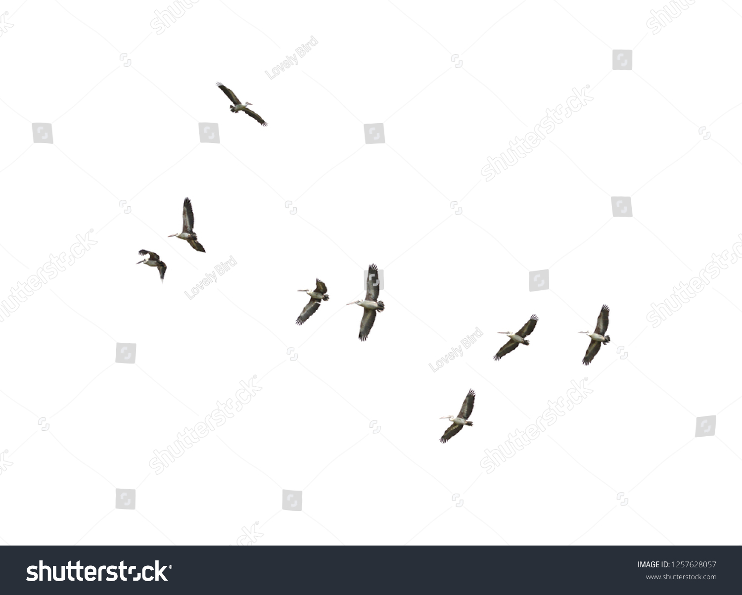 Flock of Bird flying isolated over white background Spot-billed pelican or grey pelican (Pelecanus philippensis)  #1257628057