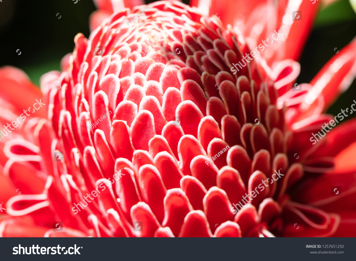 Tropical flower red torch ginger (Etlingera elatior or zingiberaceae) on green nature background. #1257651250