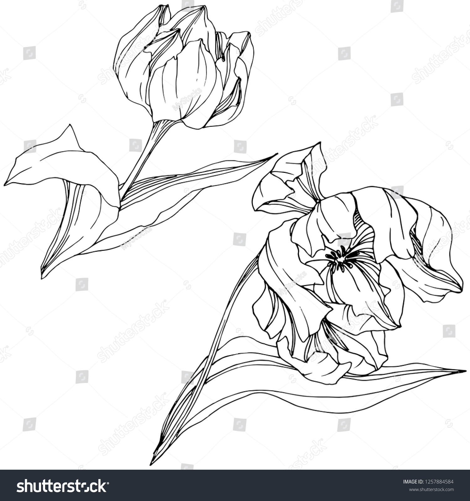 Vector Tulip Black And White Engraved Ink Art Royalty Free Stock Vector Avopix Com