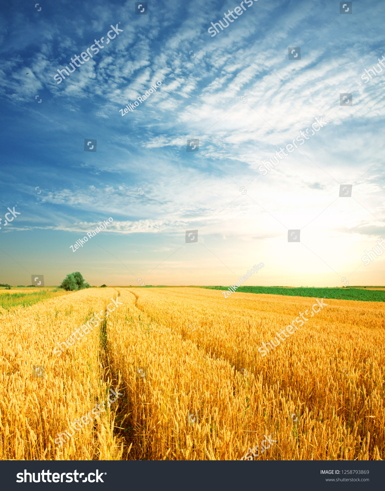 Wheat field against a blue sky  #1258793869