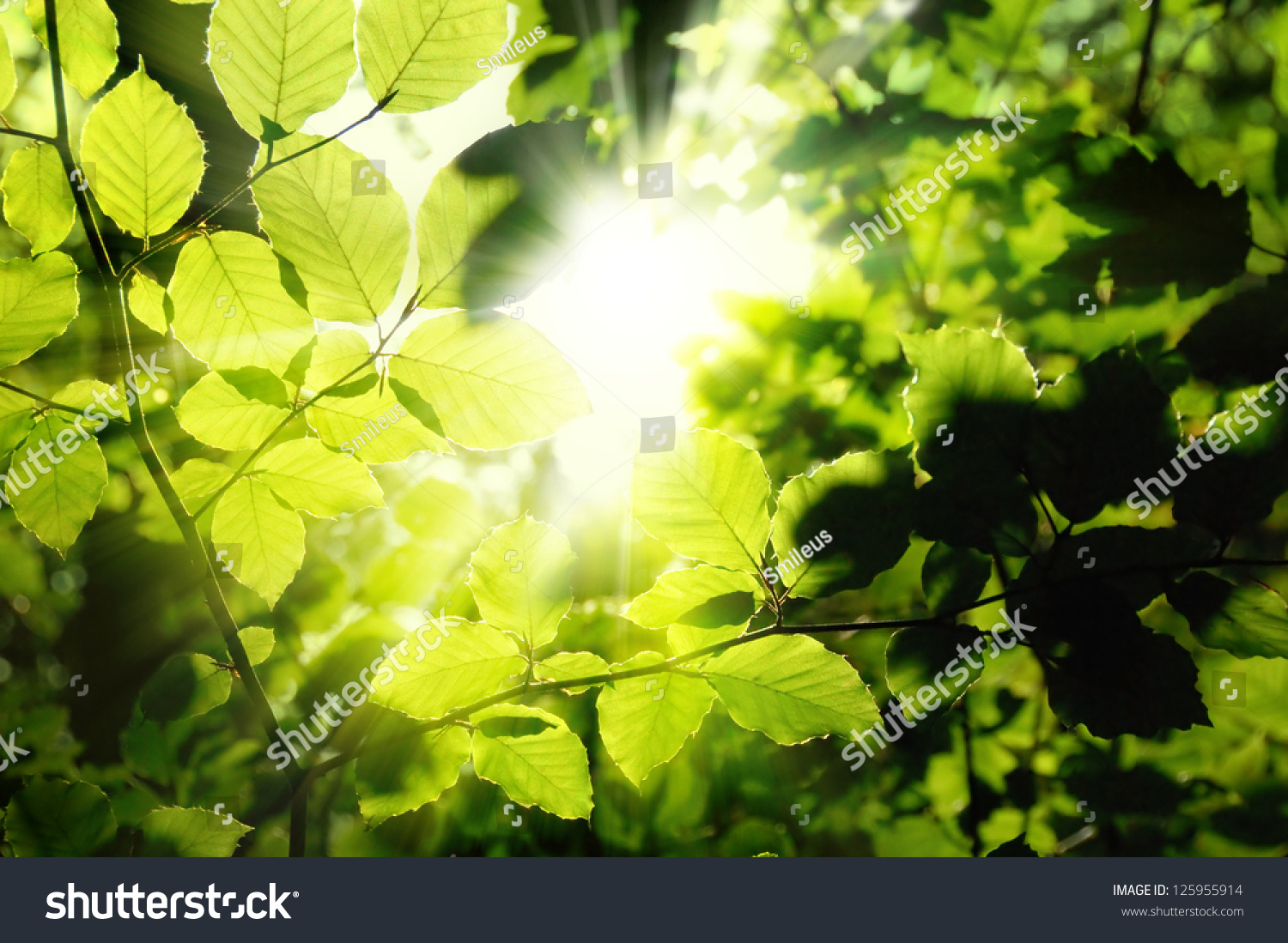 Fresh green leaves in a forest framing the sun in the middle and forming rays of light #125955914