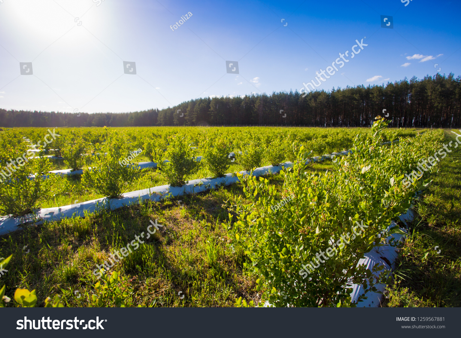 Field of blueberries, bushes with future berries against the blue sky. Farm with berries. Ukraine. #1259567881