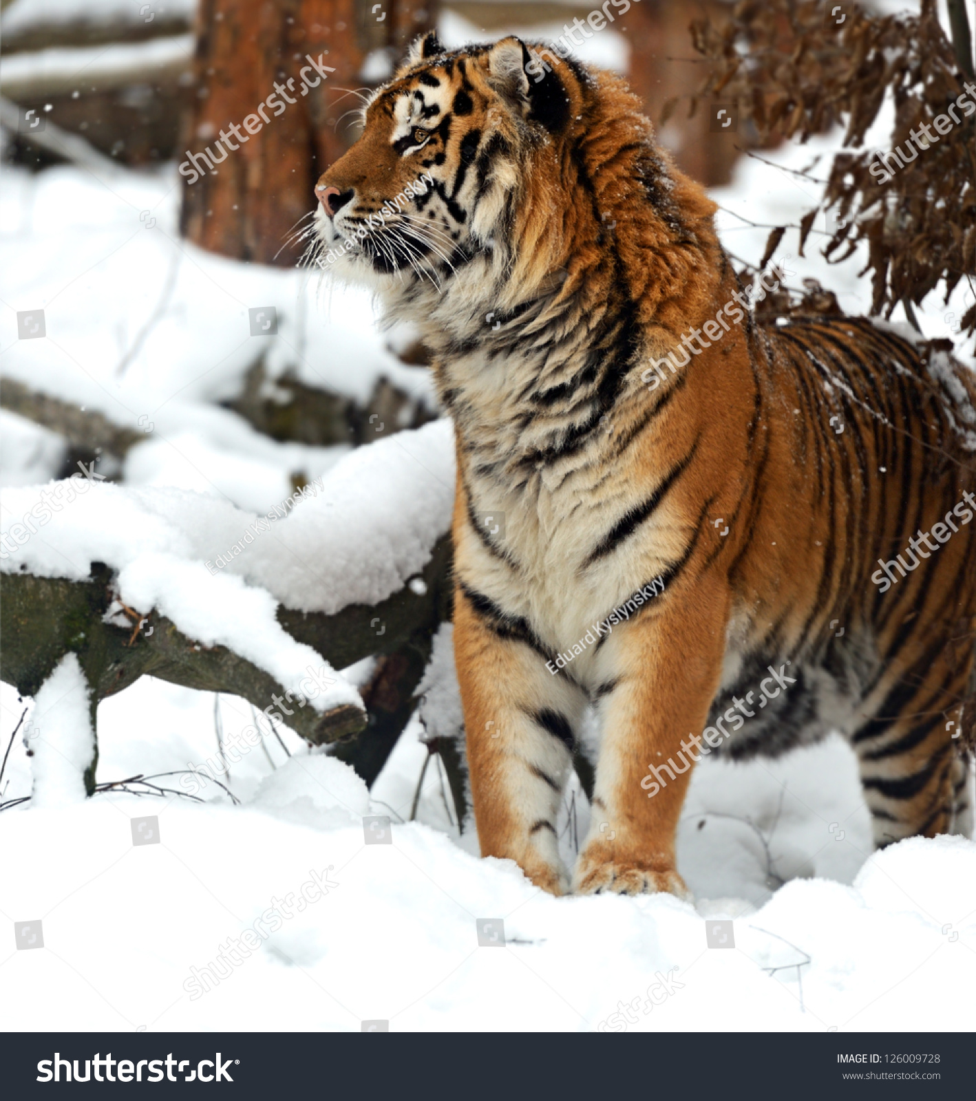 Portrait of a Siberian Tiger #126009728