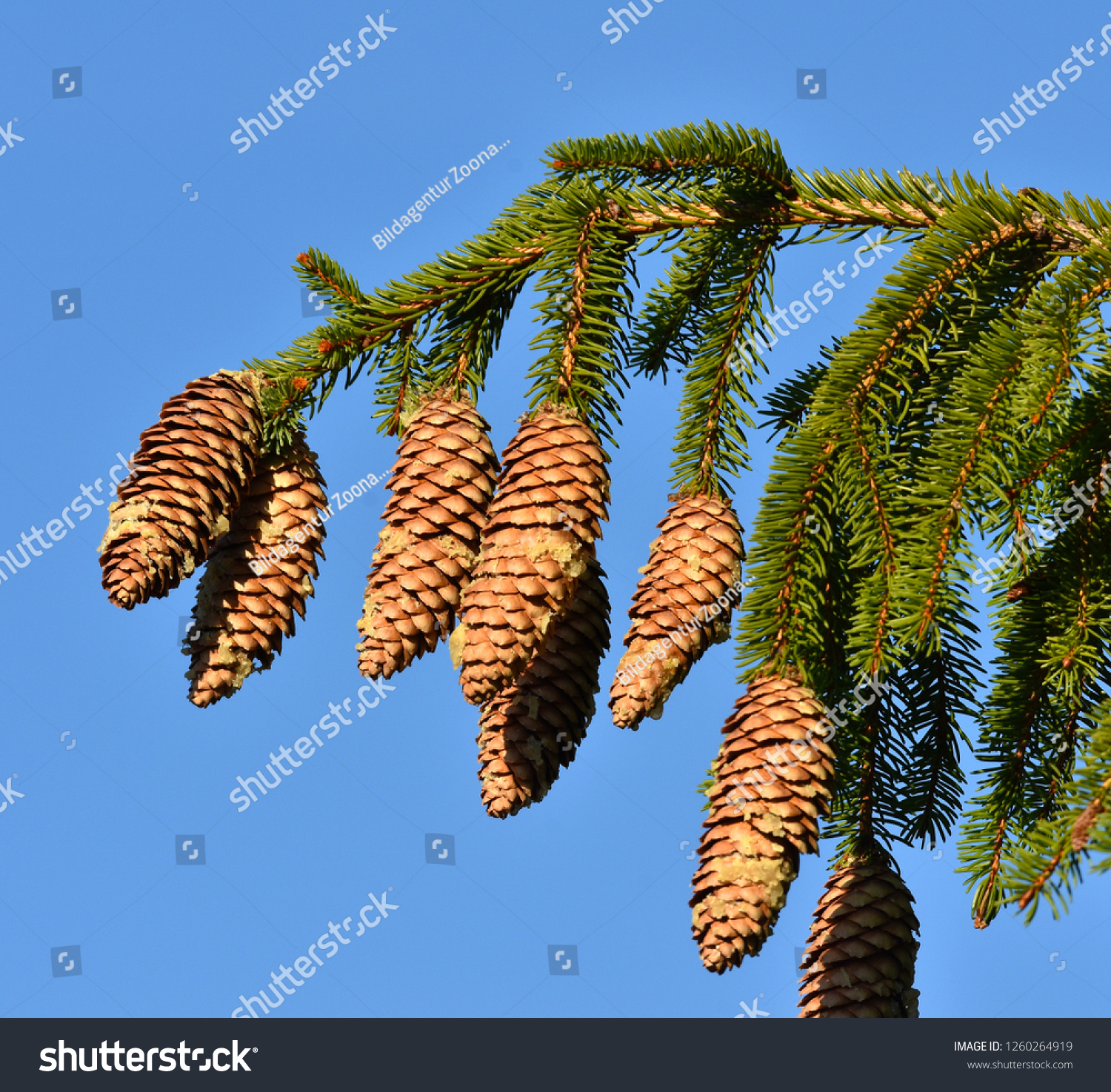 spruce, spruce cone #1260264919