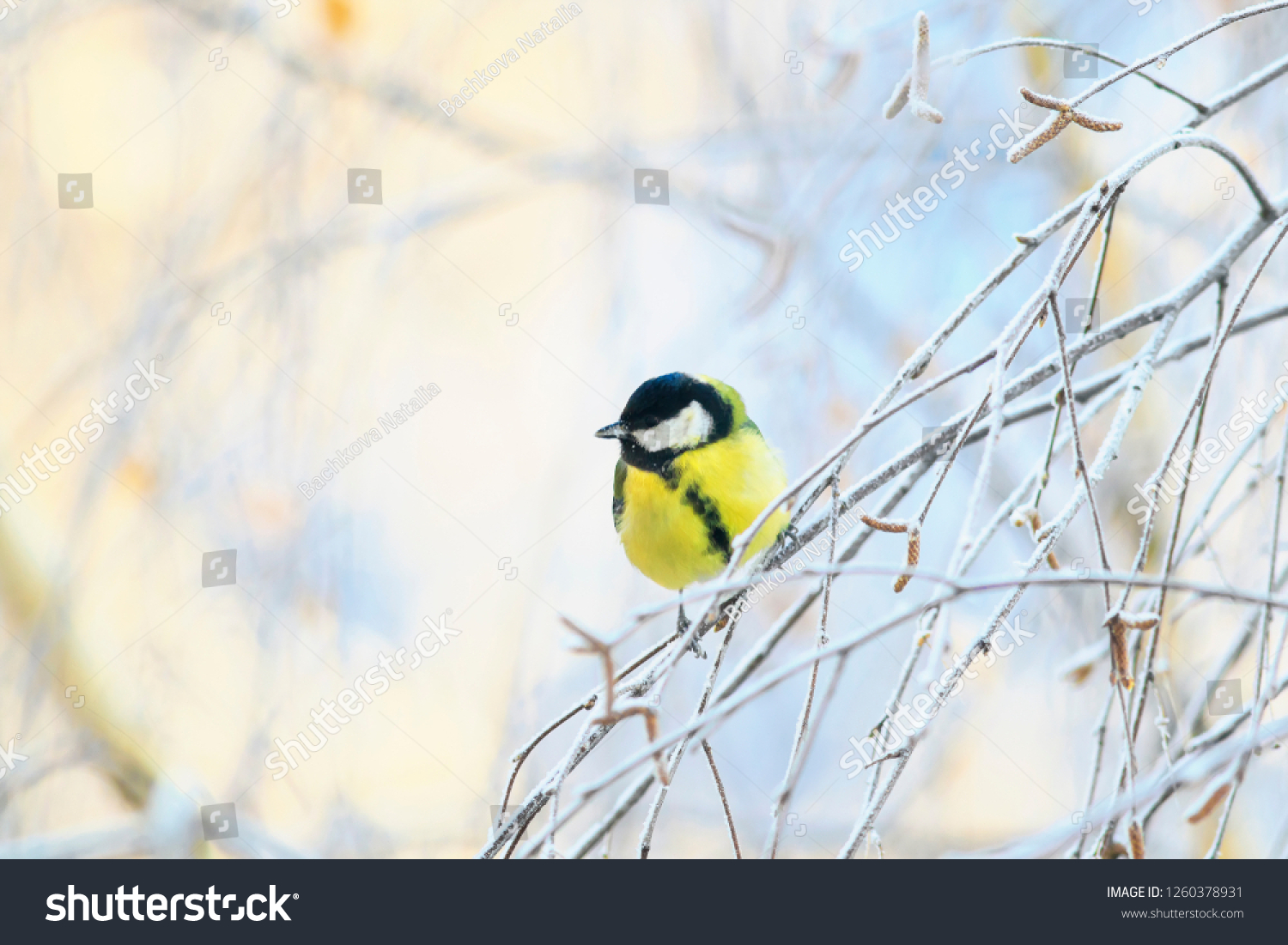 animal cute little chickadee bird sitting on the branches of birch trees covered with frost on a winter morning in the Park #1260378931