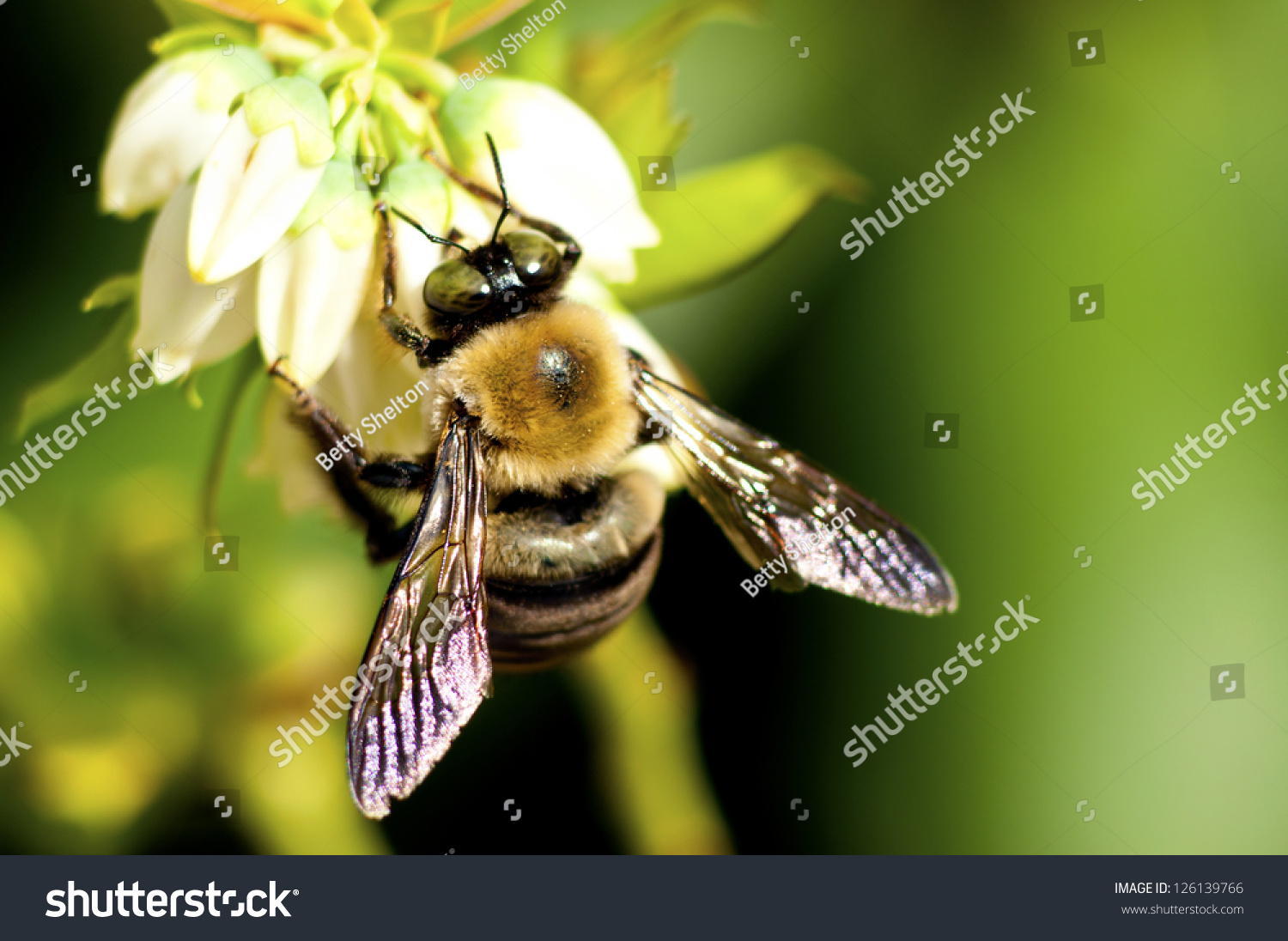 A bumble bee feeds on blueberry blooms. #126139766