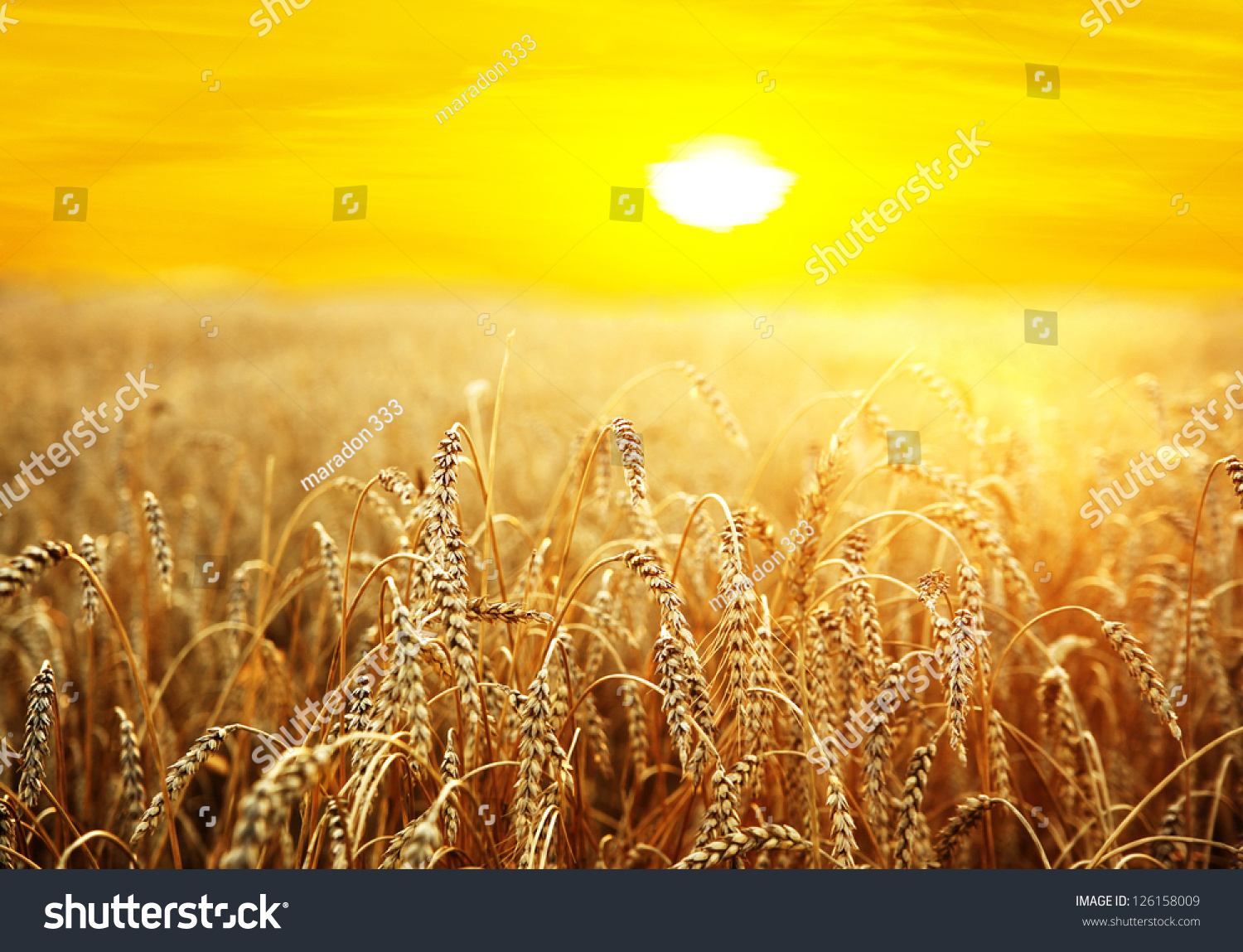 ripening ears of wheat field on the background of the setting sun #126158009