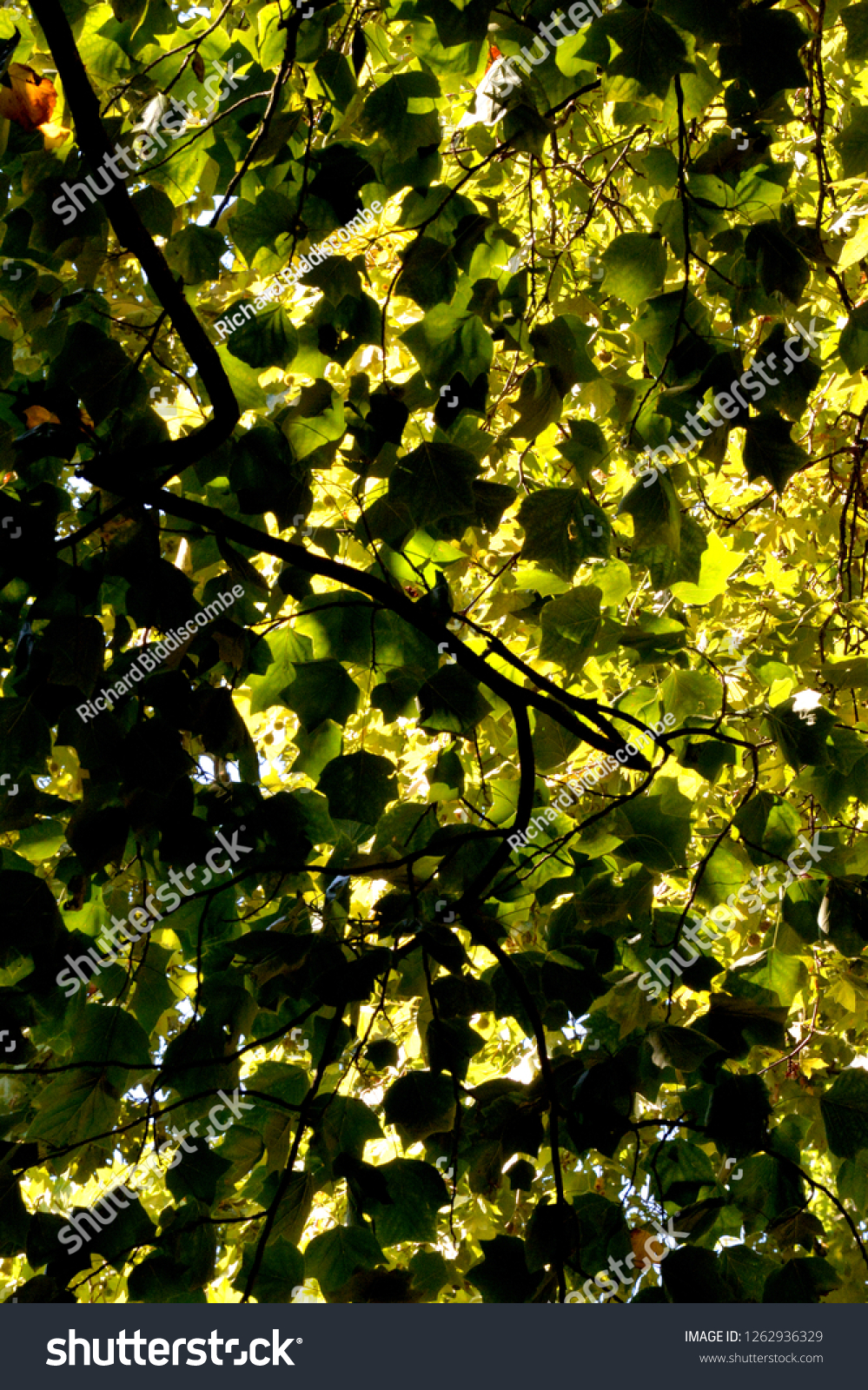 tree foliage colour and light contrast #1262936329