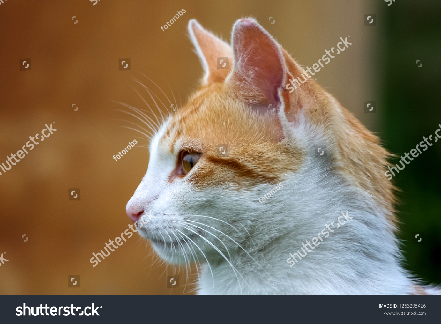 Cute red white cat portrait on nature blurred background.  Portrait of white ginger cat. Cat is small domesticated carnivorous mammal with soft fur. #1263295426