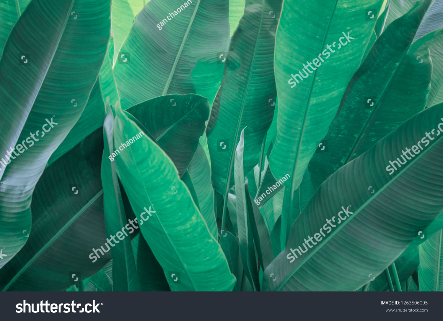 Green Leaves background,Creative layout made of green leaves. Flat lay. Nature concept #1263506095
