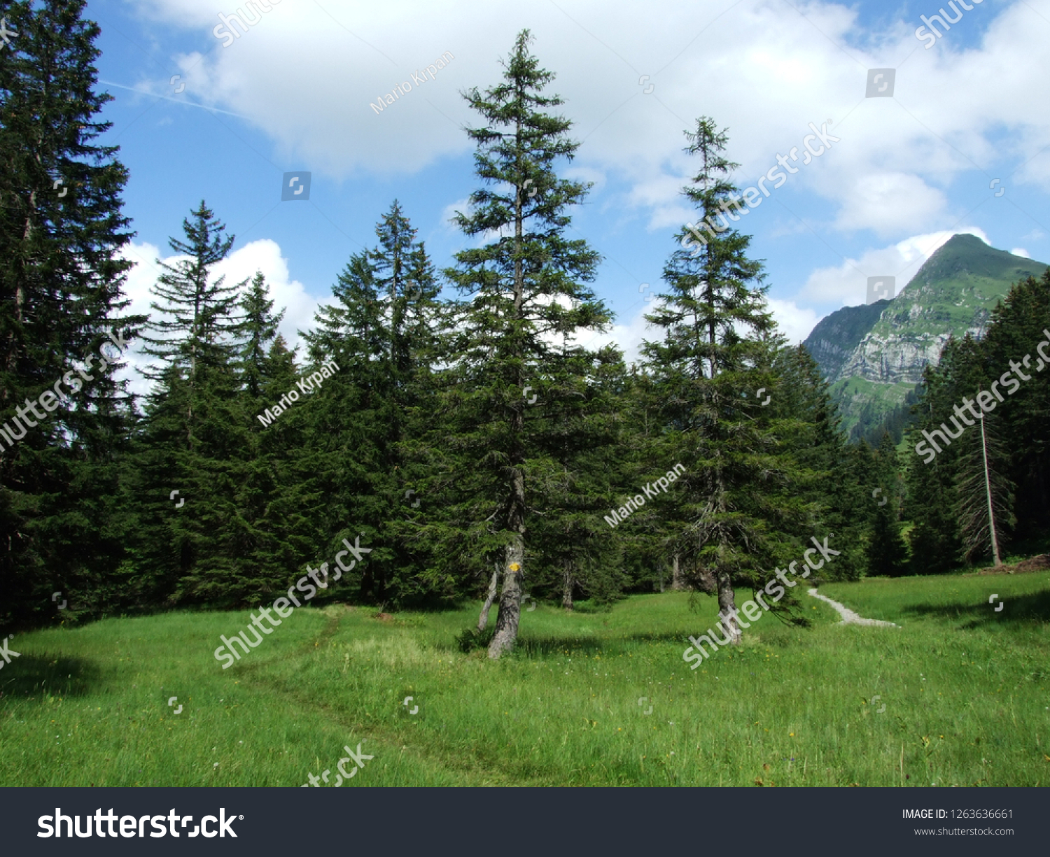 Alpine landscape of Lütisalp (Luetisalp or Lutisalp) area - Canton St. Gallen, Switzerland #1263636661