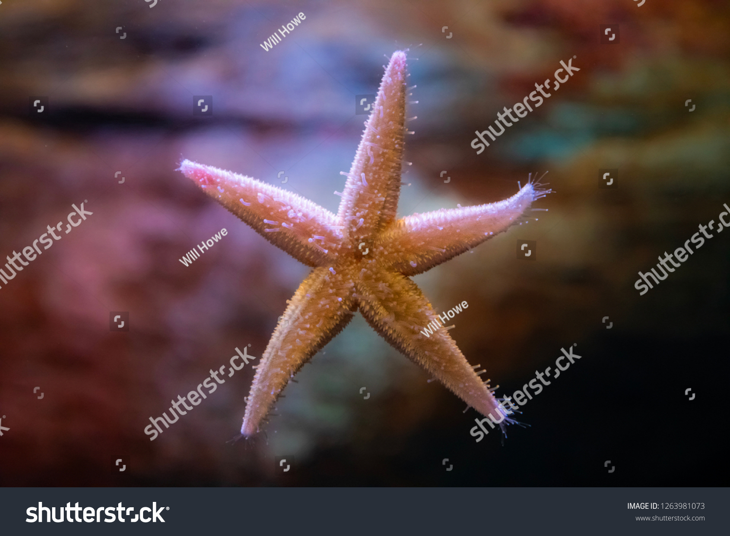The under side of a Starfish (sea stars) resting in an aquarium tank (echinoderms belonging to the class Asteroidea) #1263981073