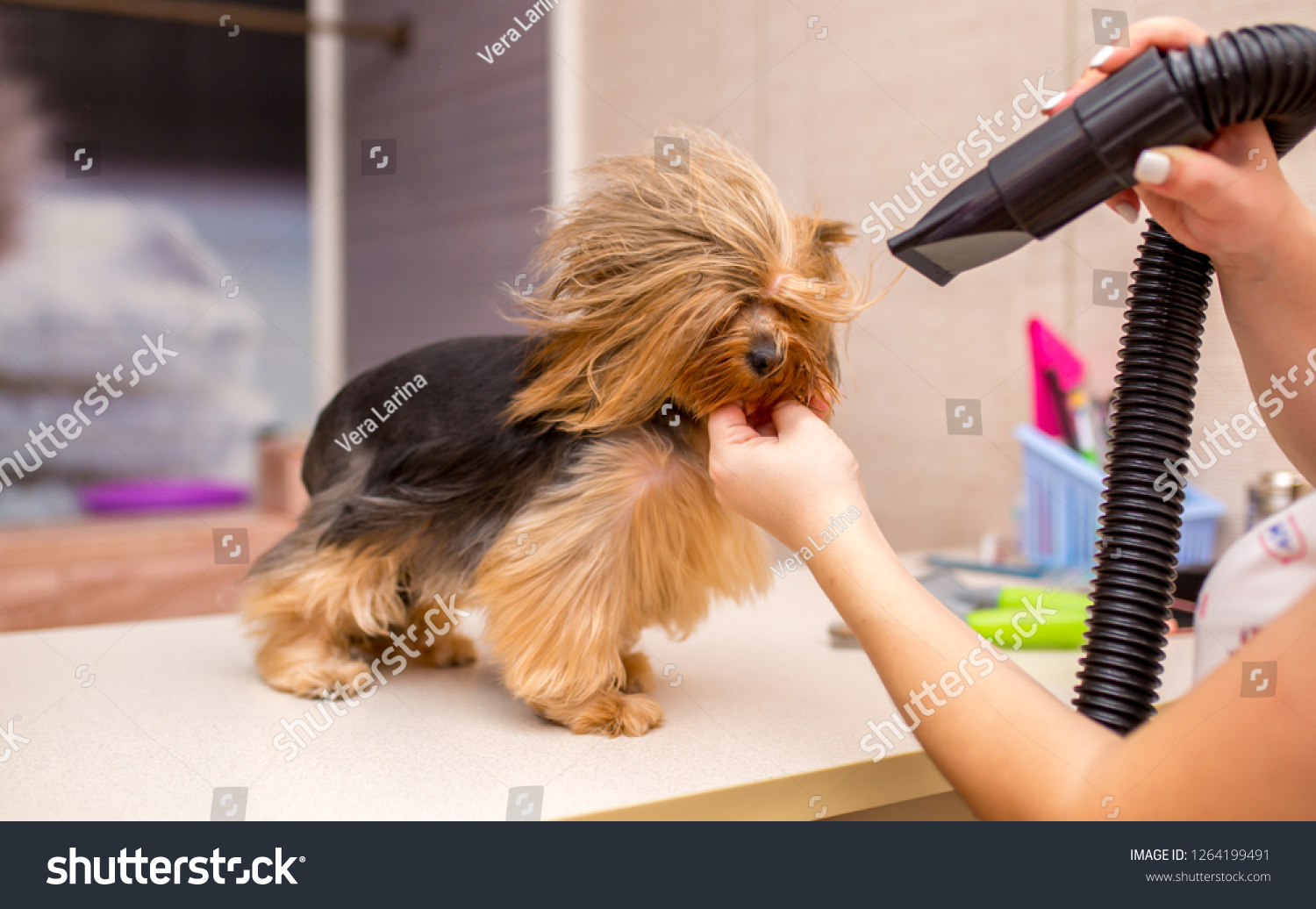 Grooming animals, grooming, drying and styling dogs, combing wool. Grooming master cuts and shaves, cares for a dog. Beautiful Yorkshire Terrier. #1264199491