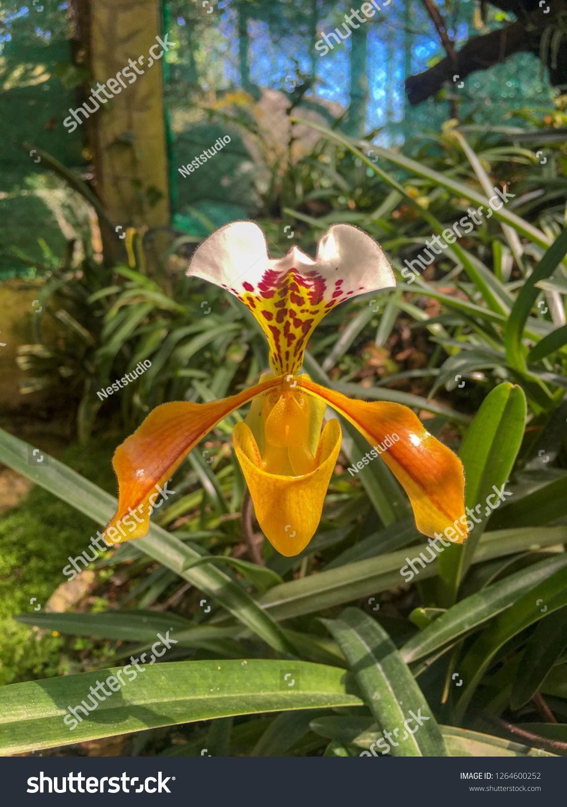 Lady’s Slipper orchid is the most beautiful flower in Thailand.Paphiopedilum #1264600252
