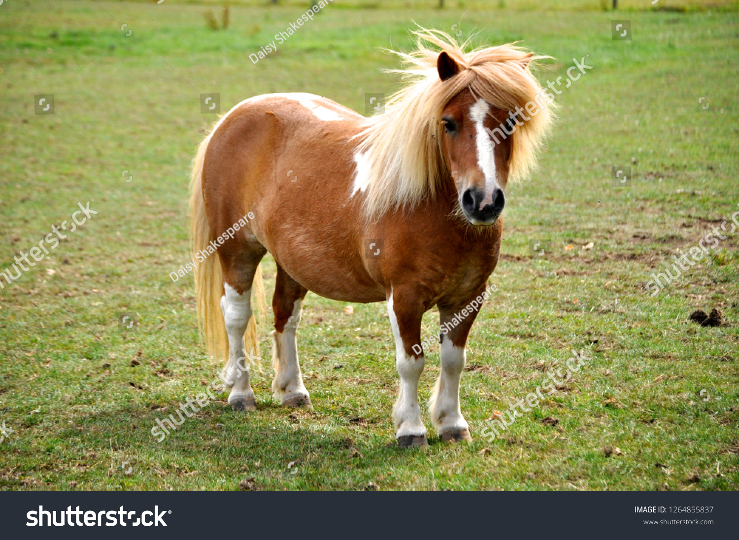 Miniature Pony in Field #1264855837
