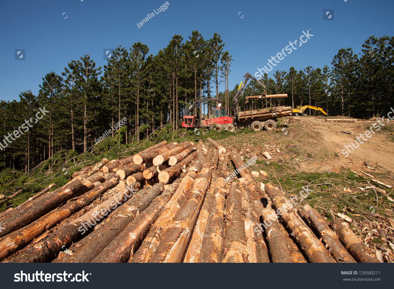 Hoop Pine plantations - Royalty Free Stock Photo 126580211 - Avopix.com