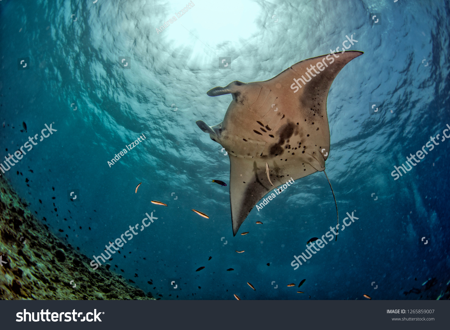 Manta in the blue background while diving maldives #1265859007