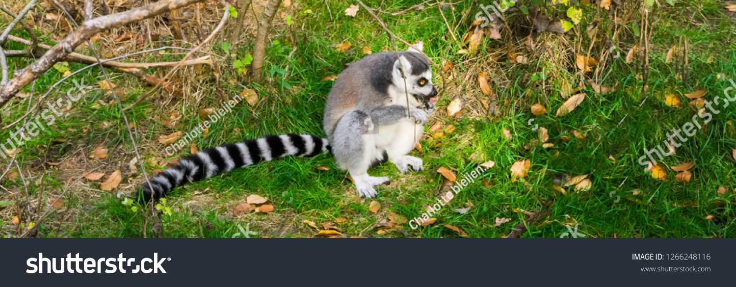 funny animal behavior, a ring tailed lemur licking a tree with his tongue, endangered tropical monkey from madagascar #1266248116