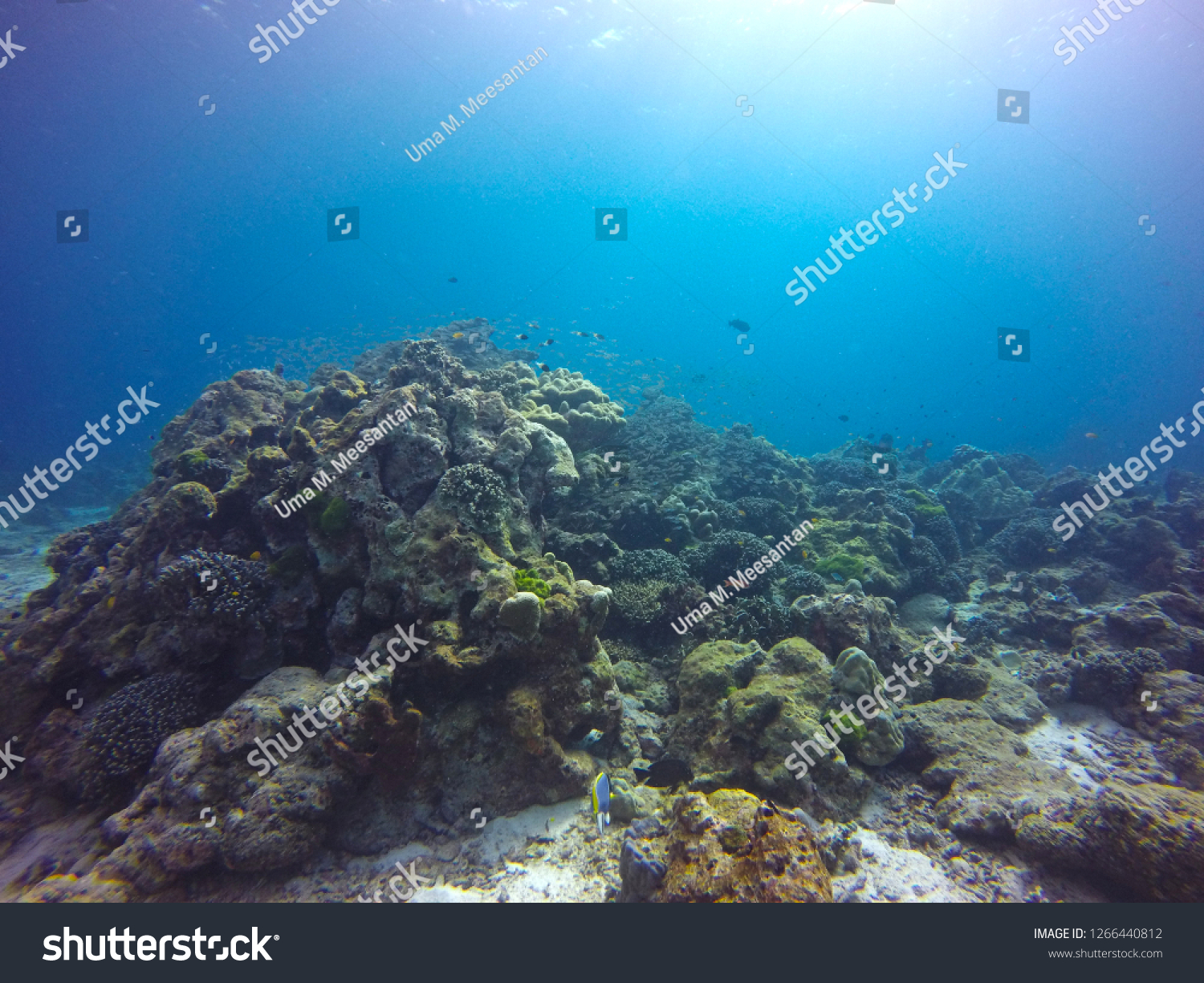Scuba diving scene #1266440812