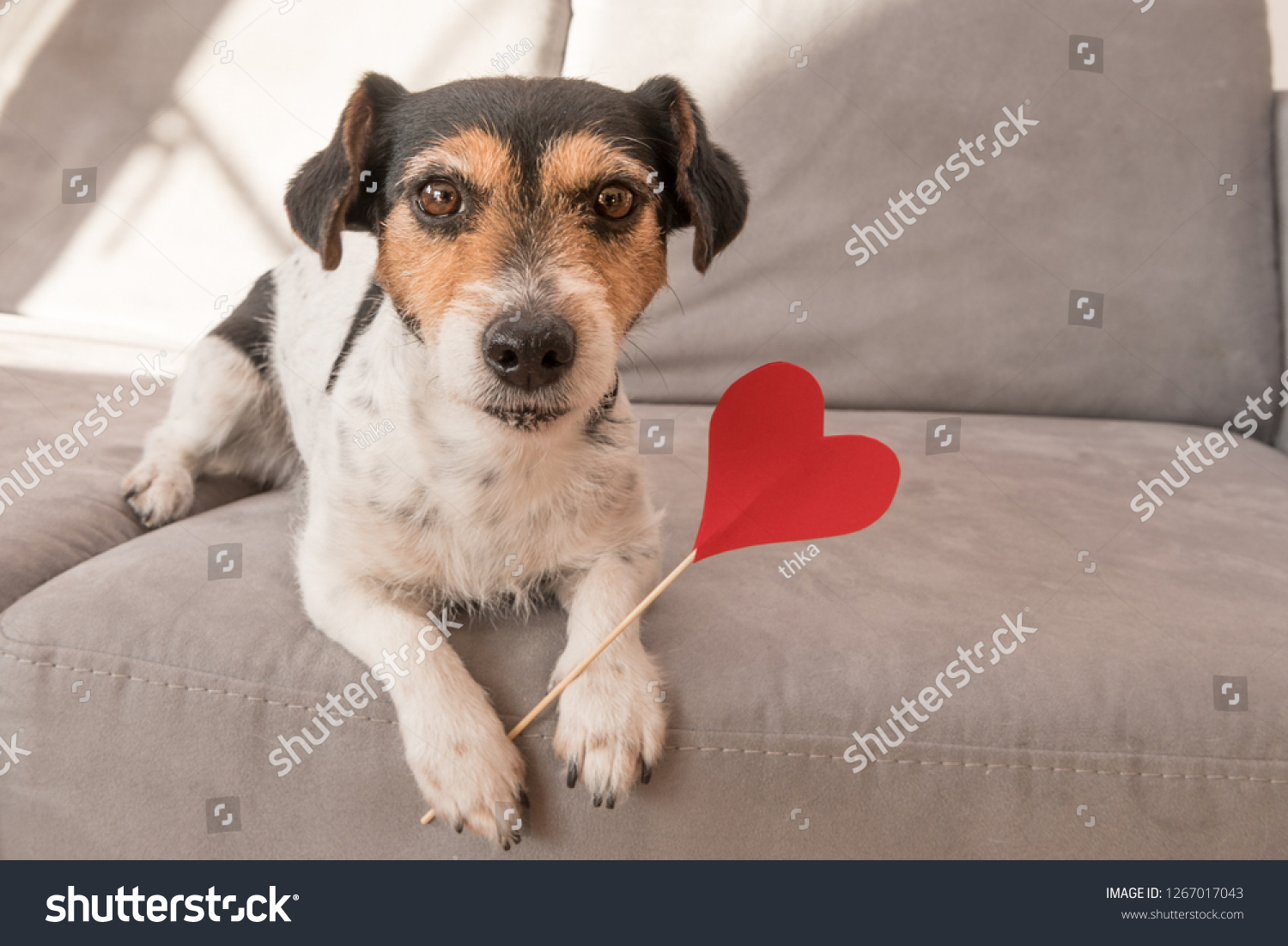 Cute romantic Jack Russell Terrier dog. Lovable dog is holding a heart to the Valentine's Day in the mouth #1267017043