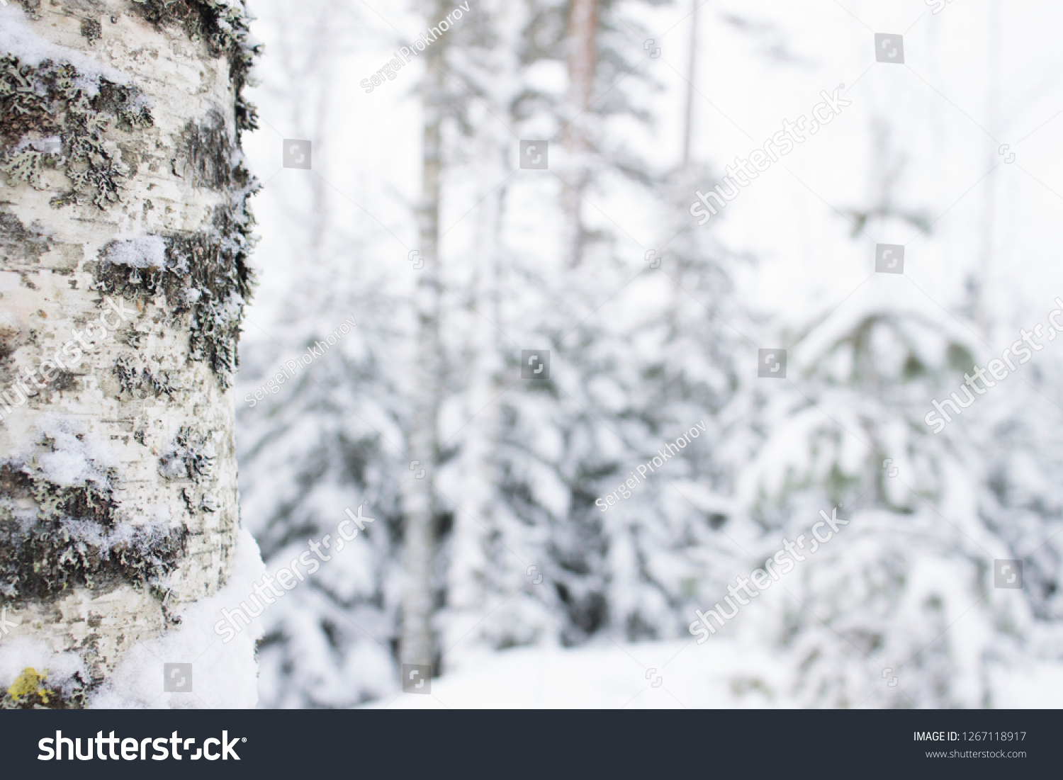 Winter birch forest bokeh abstract background #1267118917