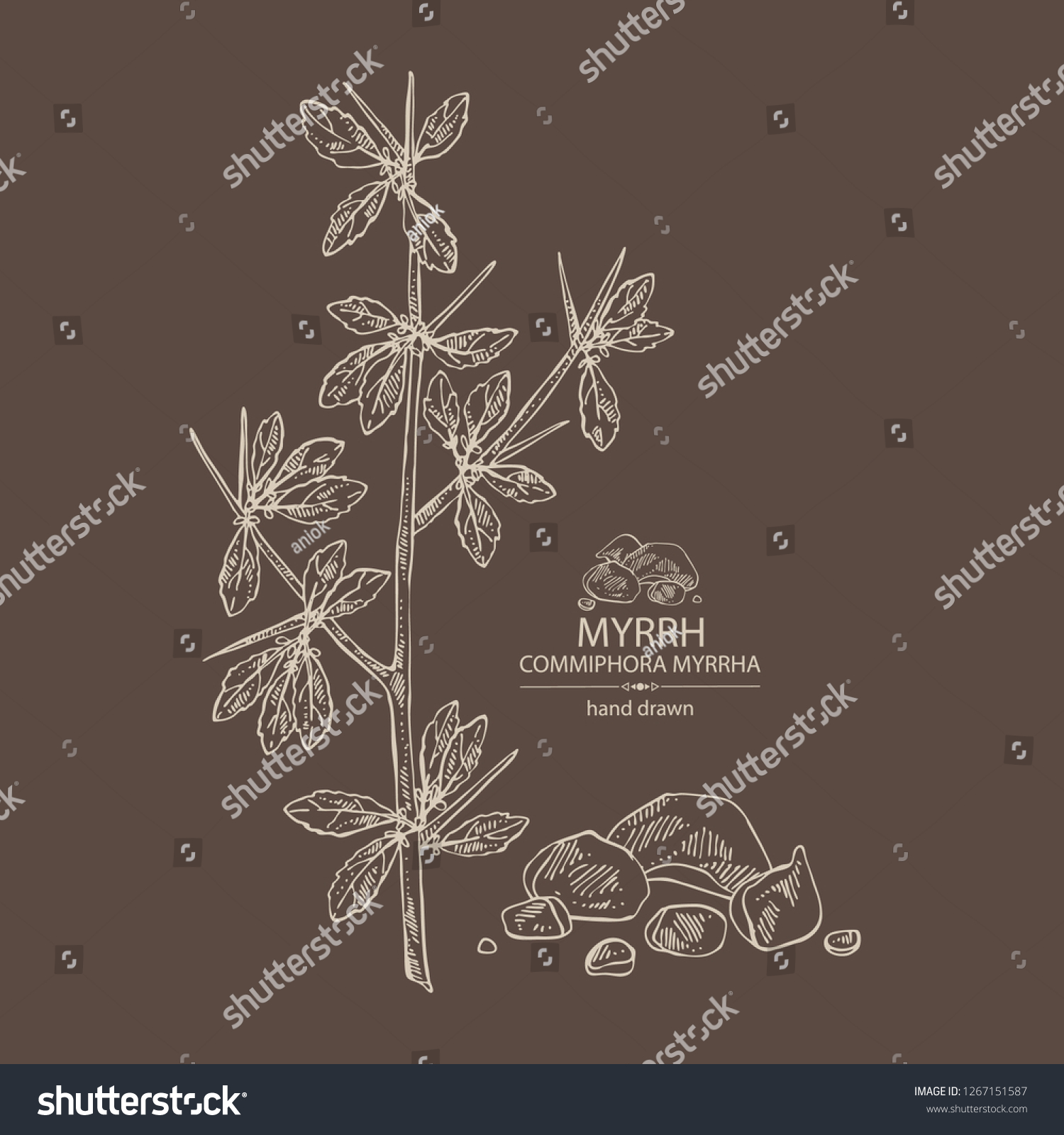 Myrrh: Plant And Resin Of Myrrh. Commiphora - Royalty Free Stock Vector ...