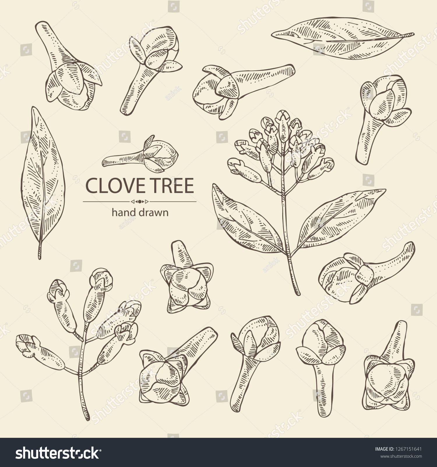 Collection of clove tree: buds and leaves. Vector hand drawn illustration #1267151641