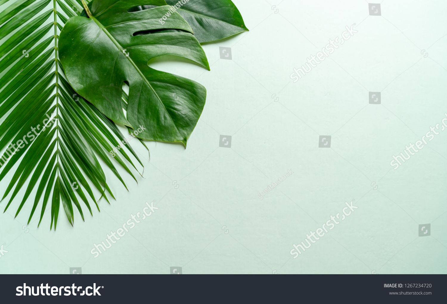 Tropical palm leaves on color background with copy space #1267234720