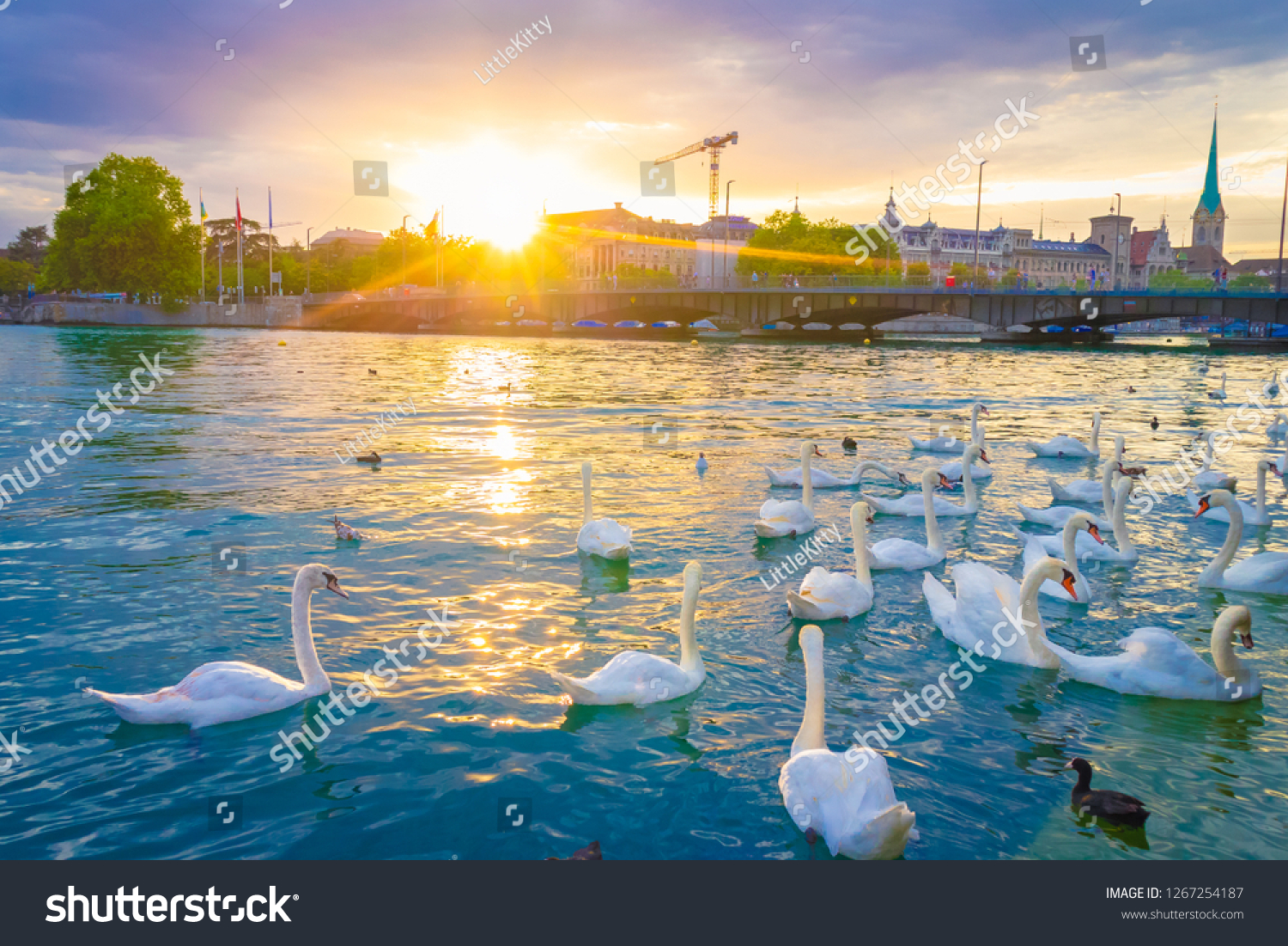 Sunset scene over lake Zurich and white swans with downtown background, Zurich, Switzerland.  #1267254187