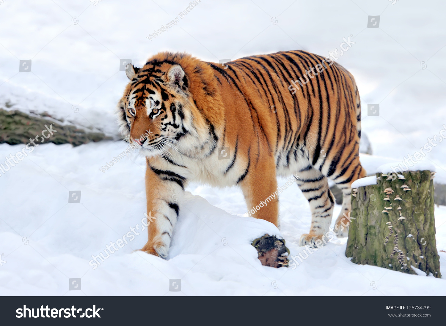 Beautiful wild siberian tiger on snow #126784799