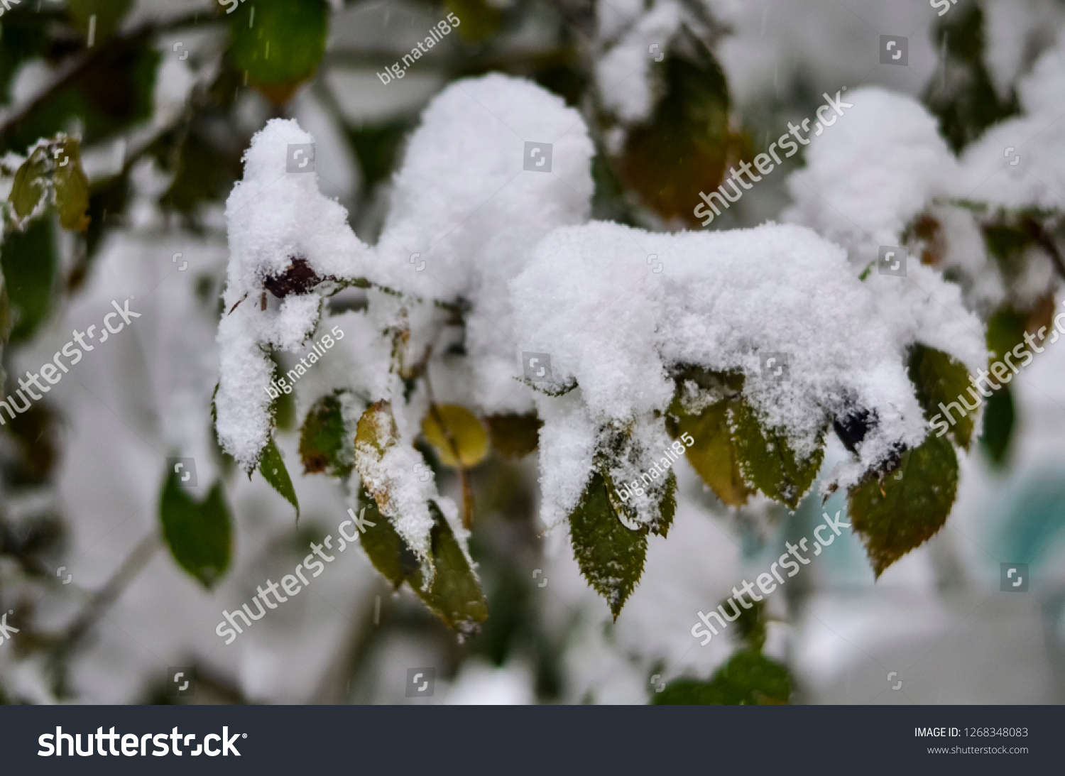 
Close-up of snow-covered trees and branches on the background of a blizzard and blizzard with a soft rear angle #1268348083