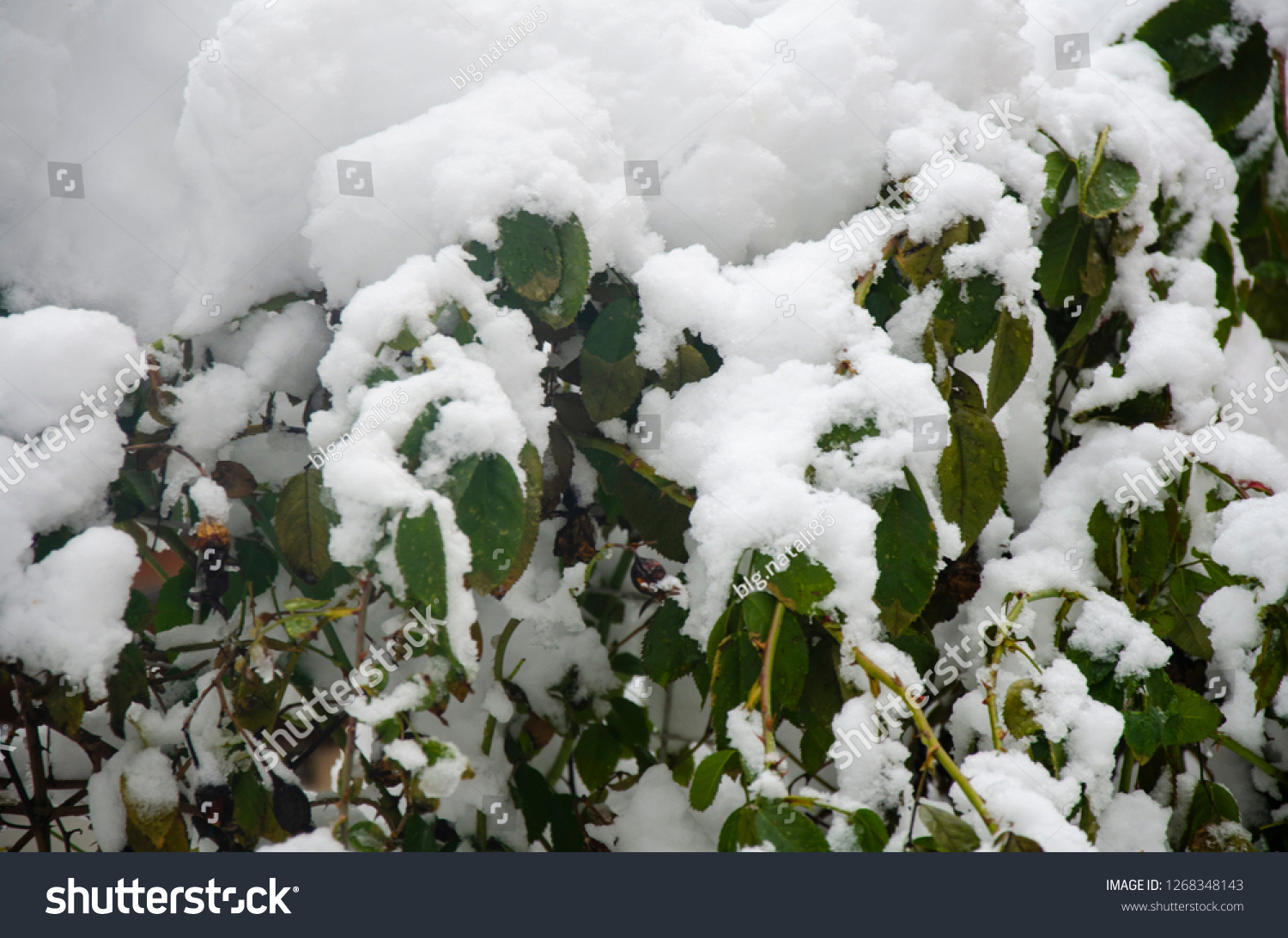 
Close-up of snow-covered trees and branches on the background of a blizzard and blizzard with a soft rear angle #1268348143