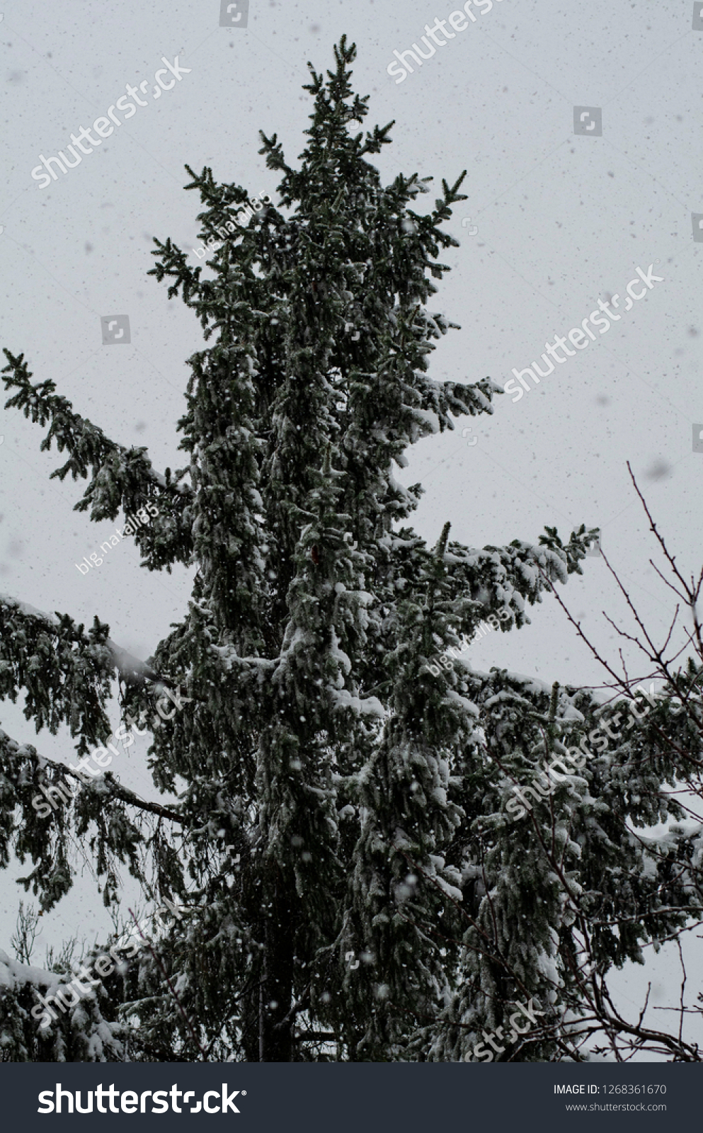 Close-up of snow-covered trees and branches on the background of a blizzard and blizzard with a soft rear angle #1268361670