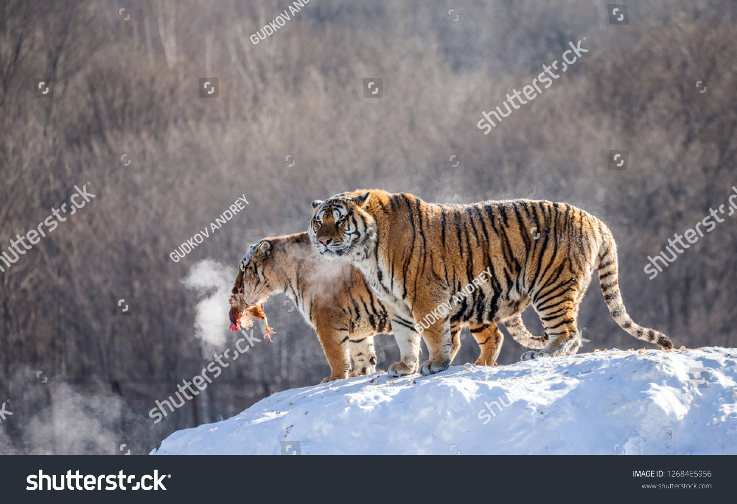 Two Siberian tigers stand on a snow-covered hill and catch prey. China. Harbin. Mudanjiang province. Hengdaohezi park. Siberian Tiger Park. Winter. Hard frost. (Panthera tgris altaica) #1268465956