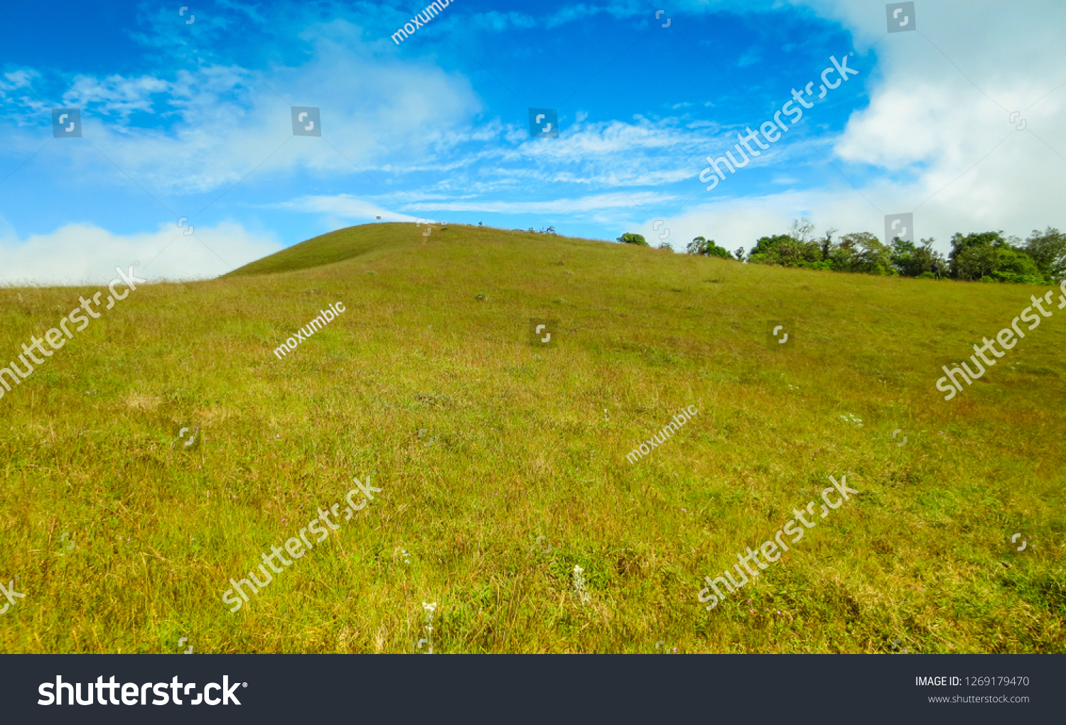 fresh green field on top of the mountain at Monjong, Chiang Mai, Thailand #1269179470