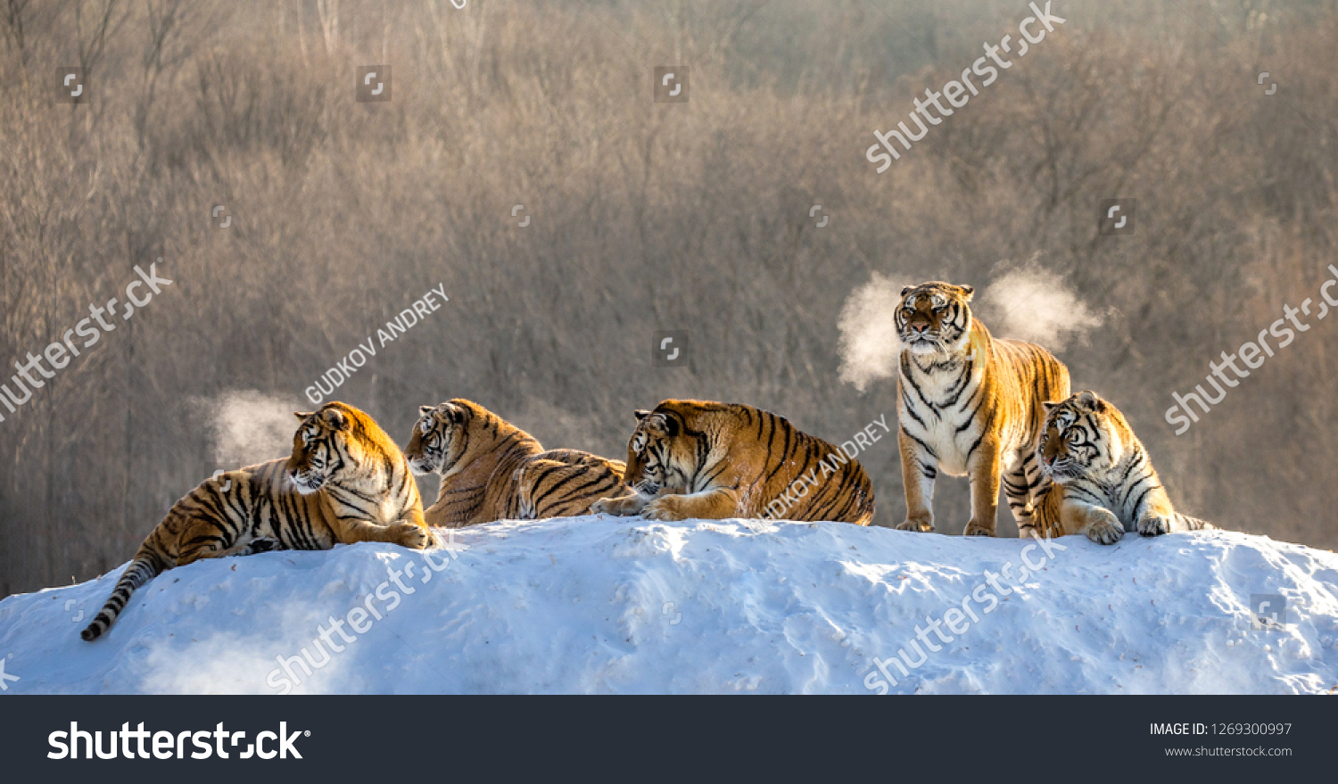 Several siberian tigers on a snowy hill against the background of winter trees. China. Harbin. Mudanjiang province. Hengdaohezi park. Siberian Tiger Park. Winter. Hard frost. (Panthera tgris altaica) #1269300997