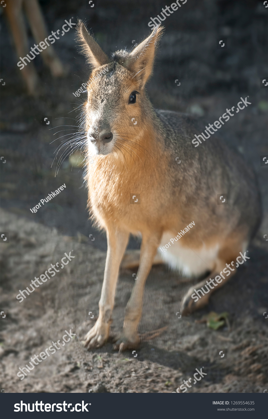 Patagonian Cavy Mara (Dolichotis patagonum) sitting on the sand and resting, watching for danger #1269554635