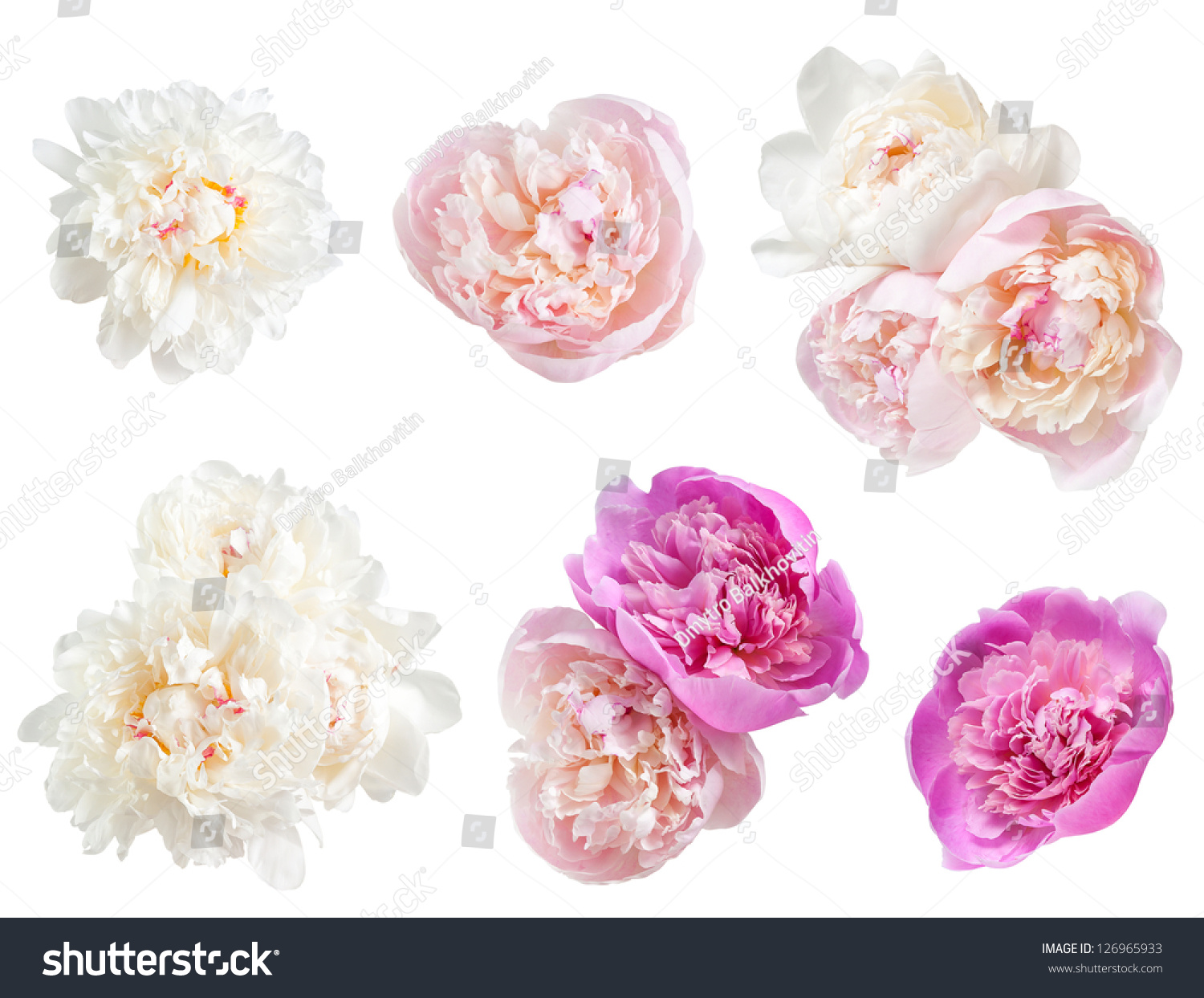 Set of peonies flower isolated on white background #126965933
