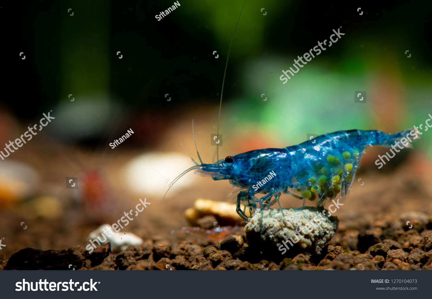 Dark blue dwarf shrimp with pregnancy in fresh water aquarium tank and eat shrimp food #1270104073