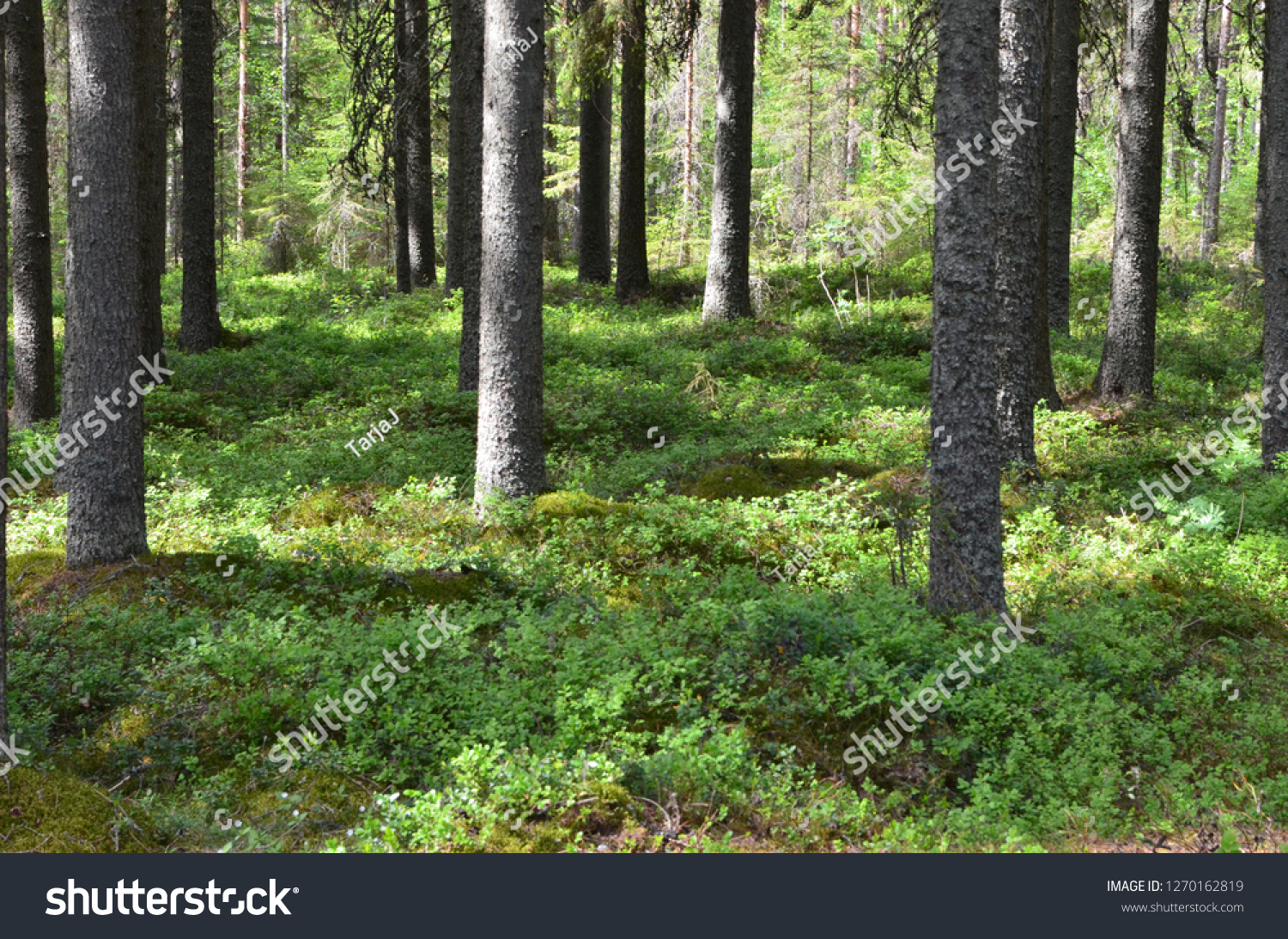 Old spruce wood forest with blueberry bushes in Finland. Spruce/Fir grows in the cold climate zone. Timber is a major export of Finland which can be used for construction and other industries. #1270162819