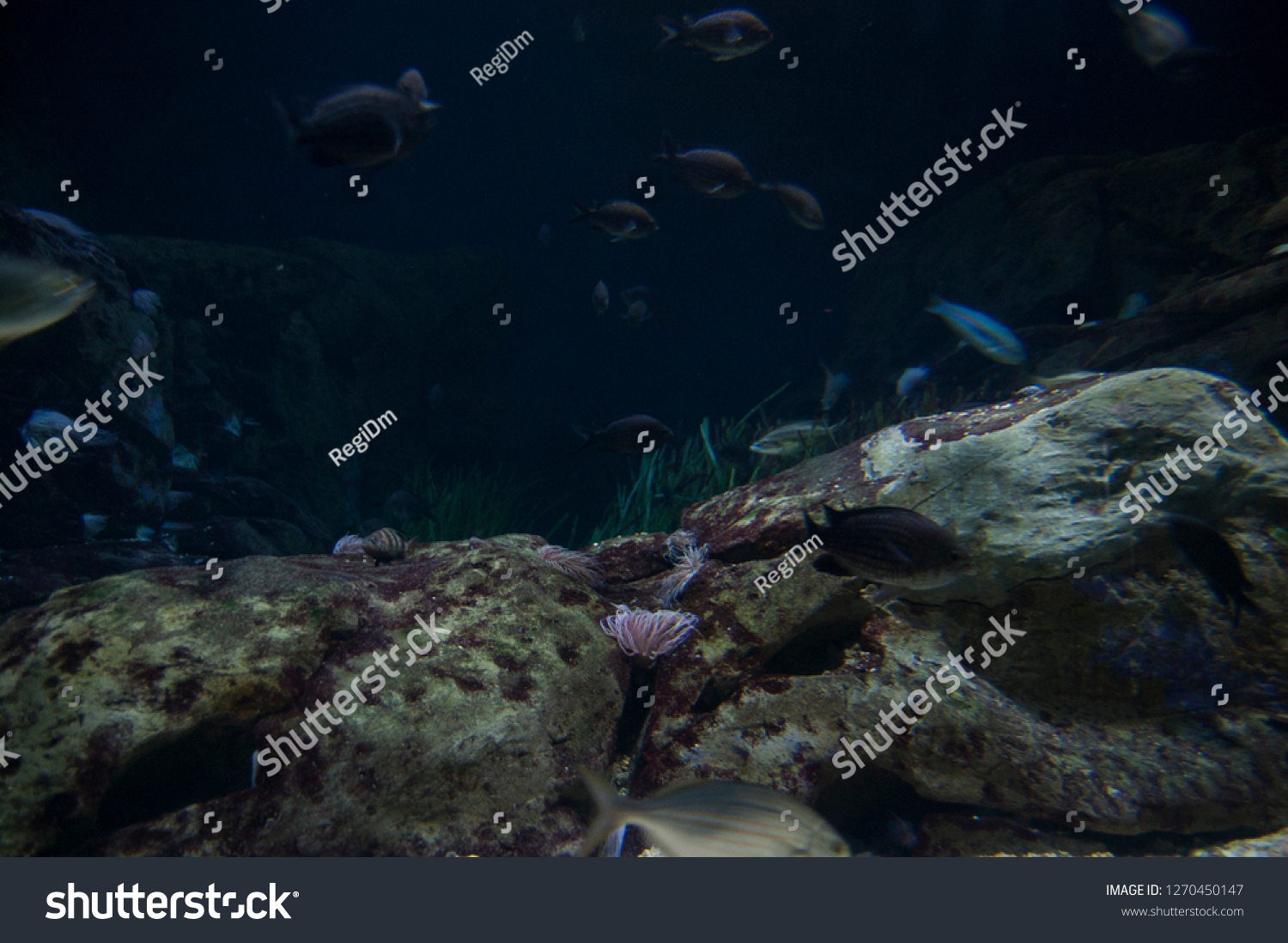 Coral Reef Underwater #1270450147