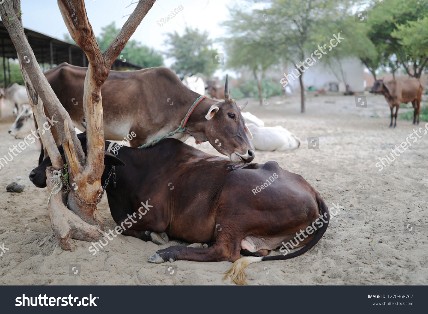 Cows of holy ground Vrindavan. Goshala #1270868767