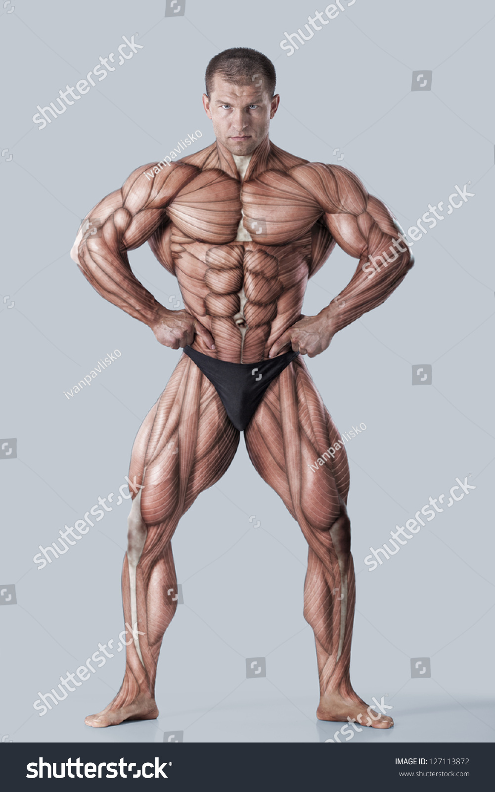 Anatomy Of Male Muscular System Anterior View Royalty Free Stock Photo Avopix Com