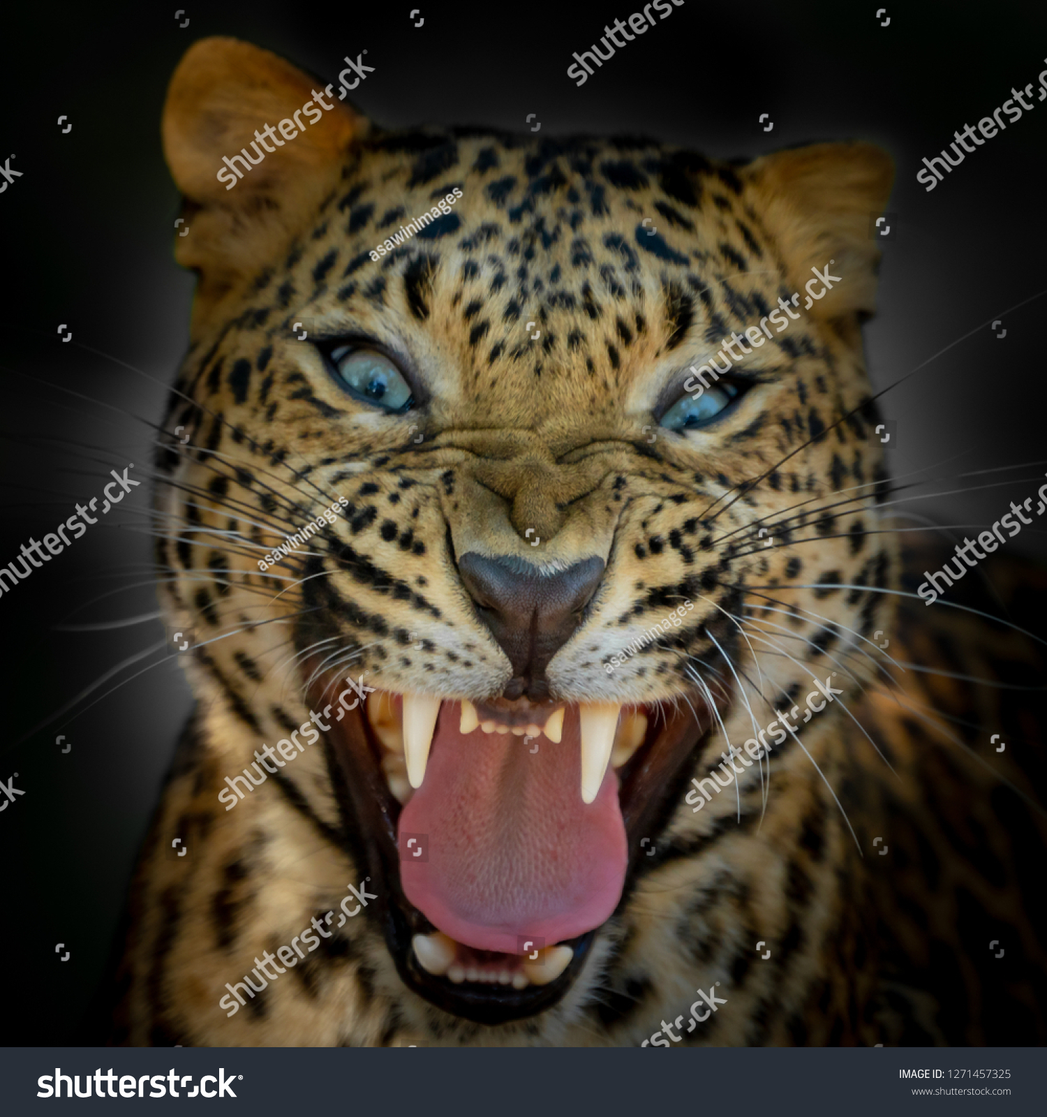 Aggressive Leopard Roars loudly #1271457325