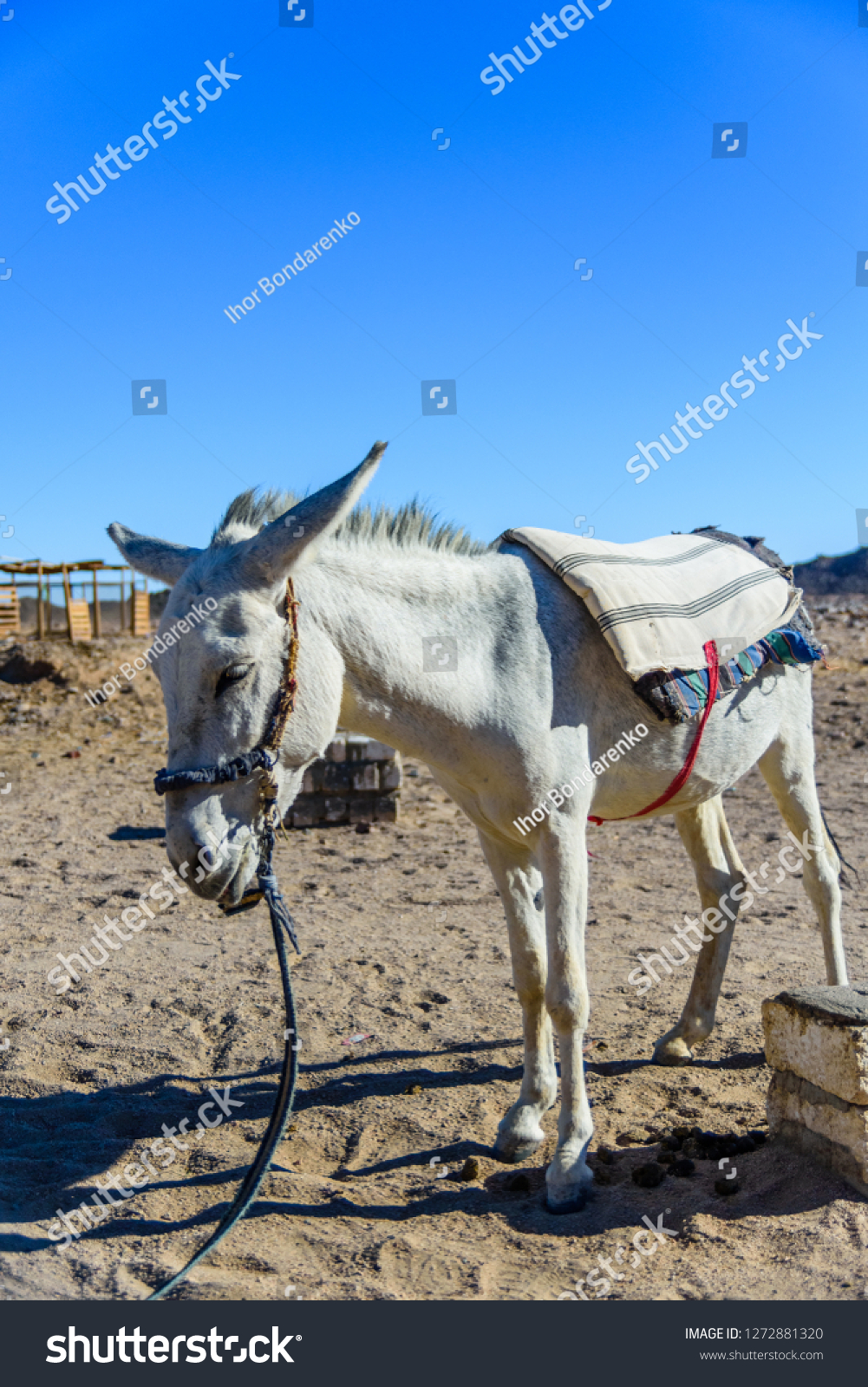 White donkey in egyptian desert not far from Hurghada city #1272881320